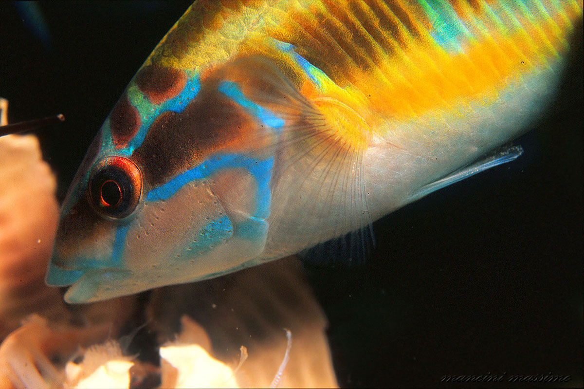 thalassoma pavo