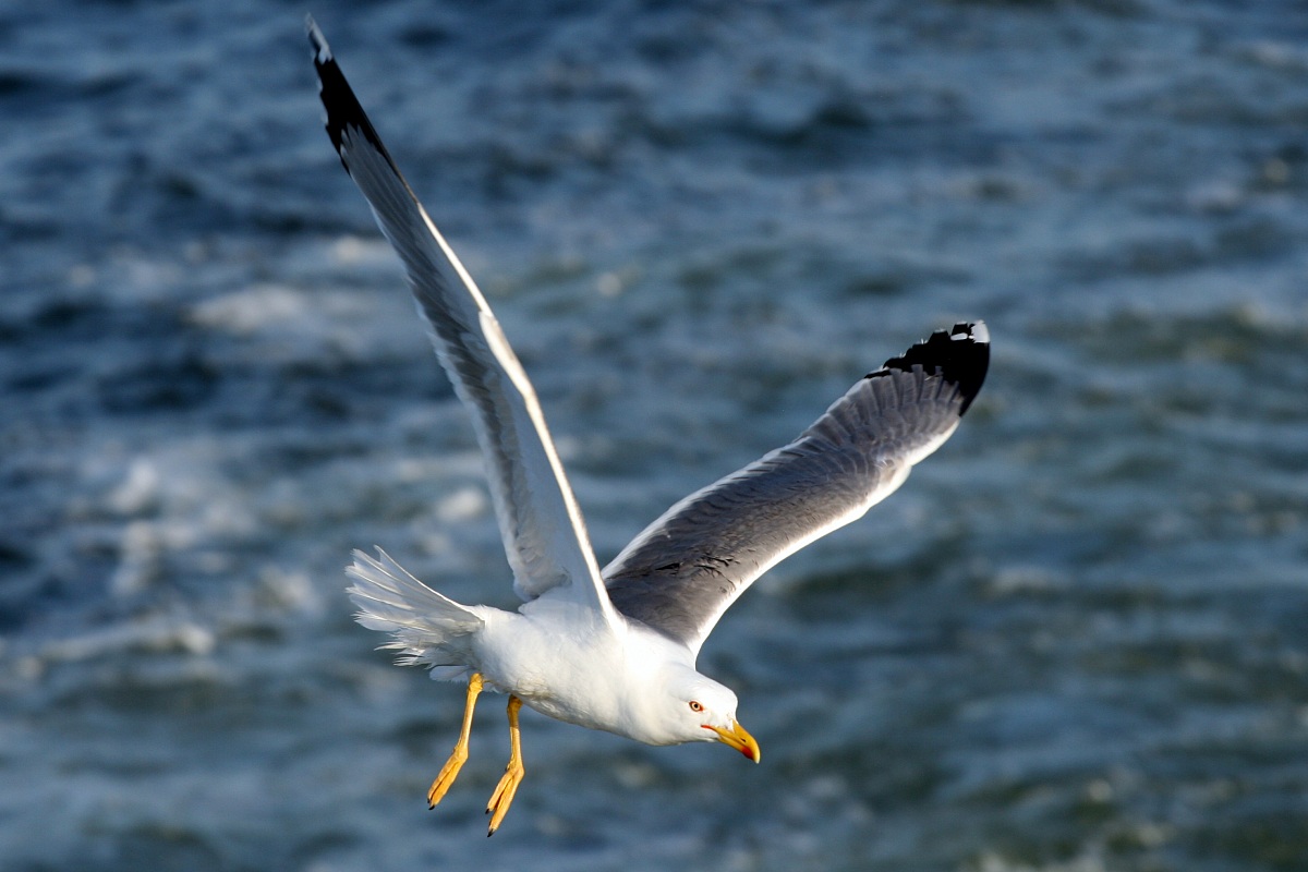 Coasting seagull