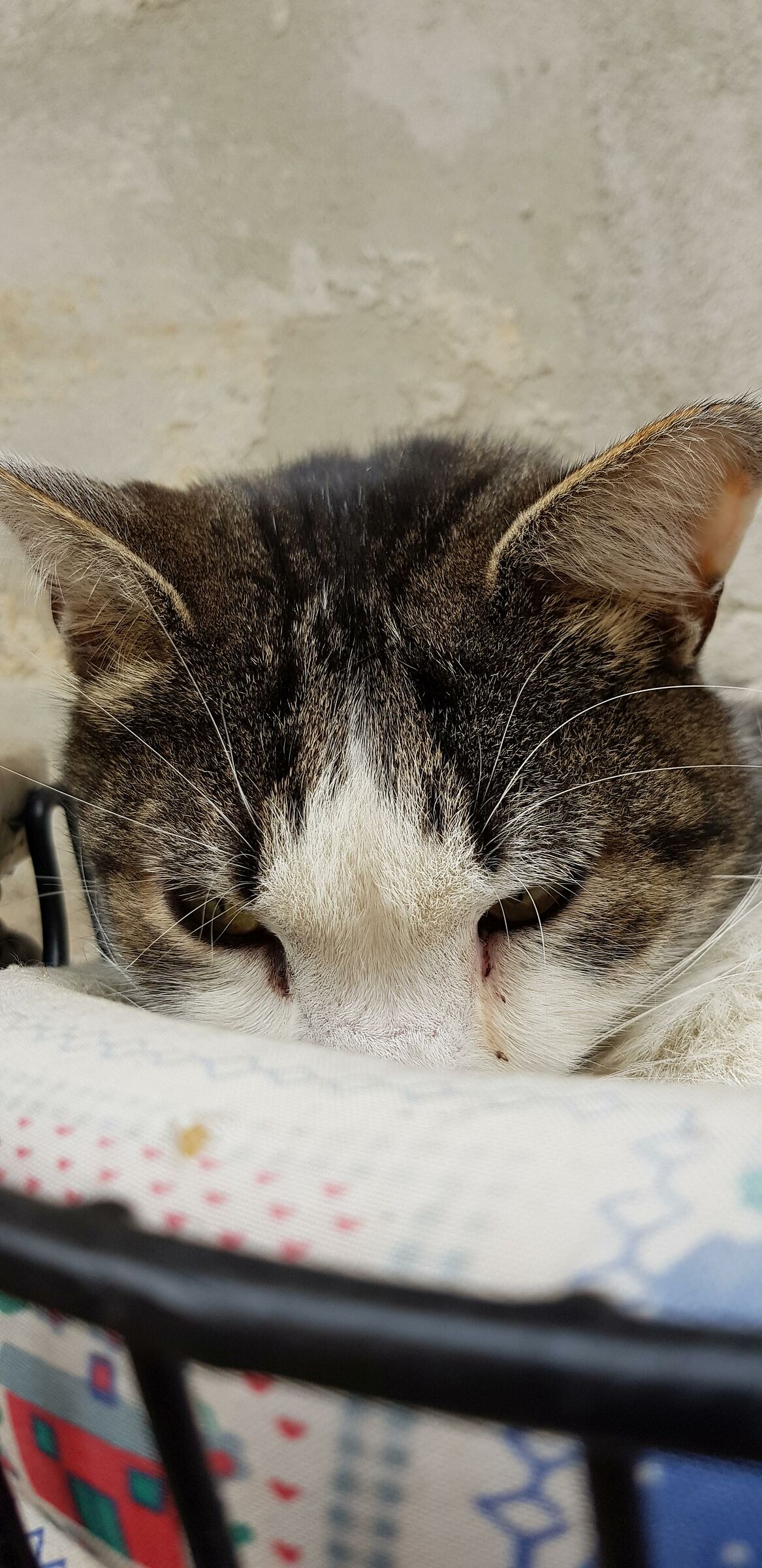 Lo sguardo truce di Mario