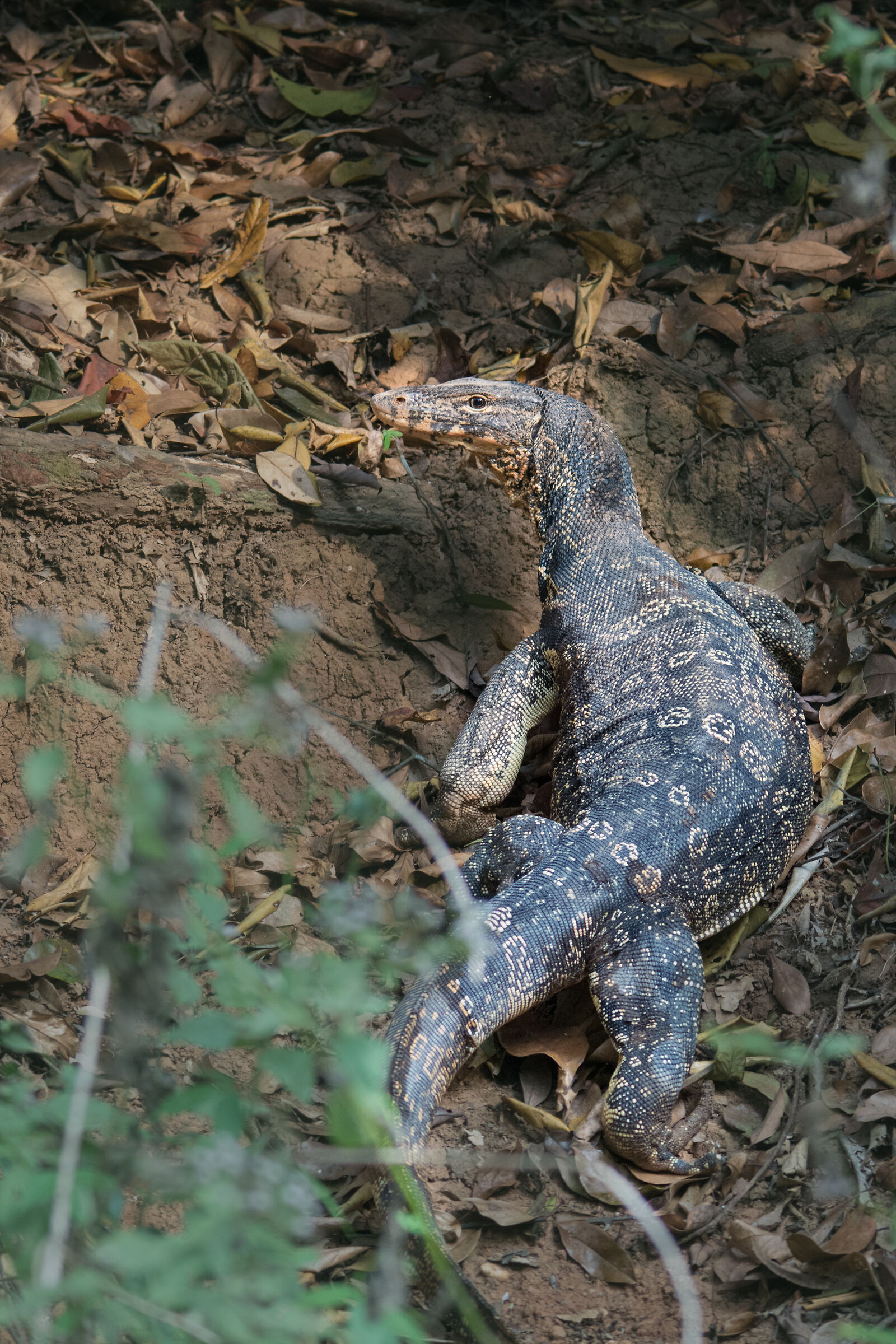 Lizard Monitor