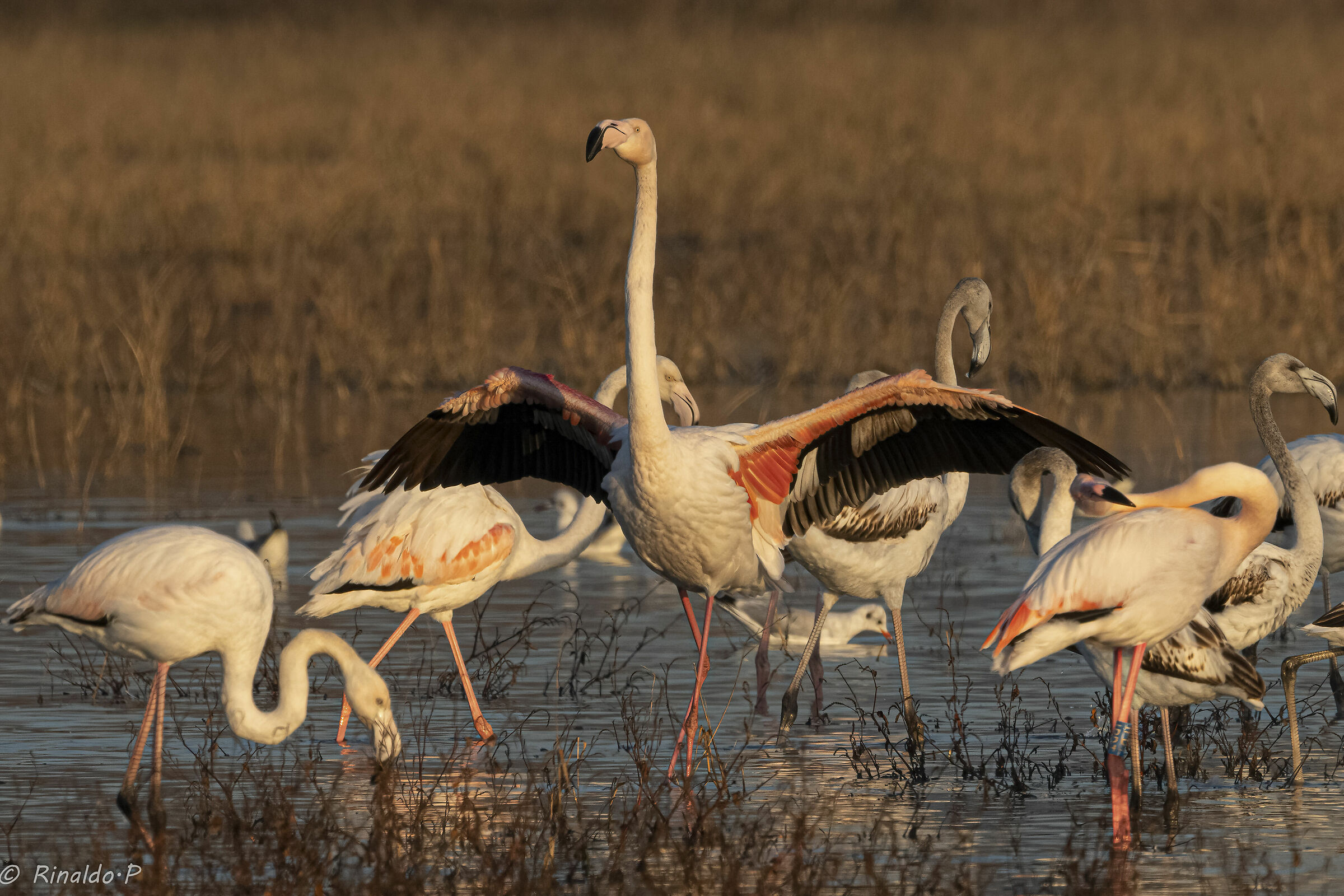 Fenicotteri a Firenze