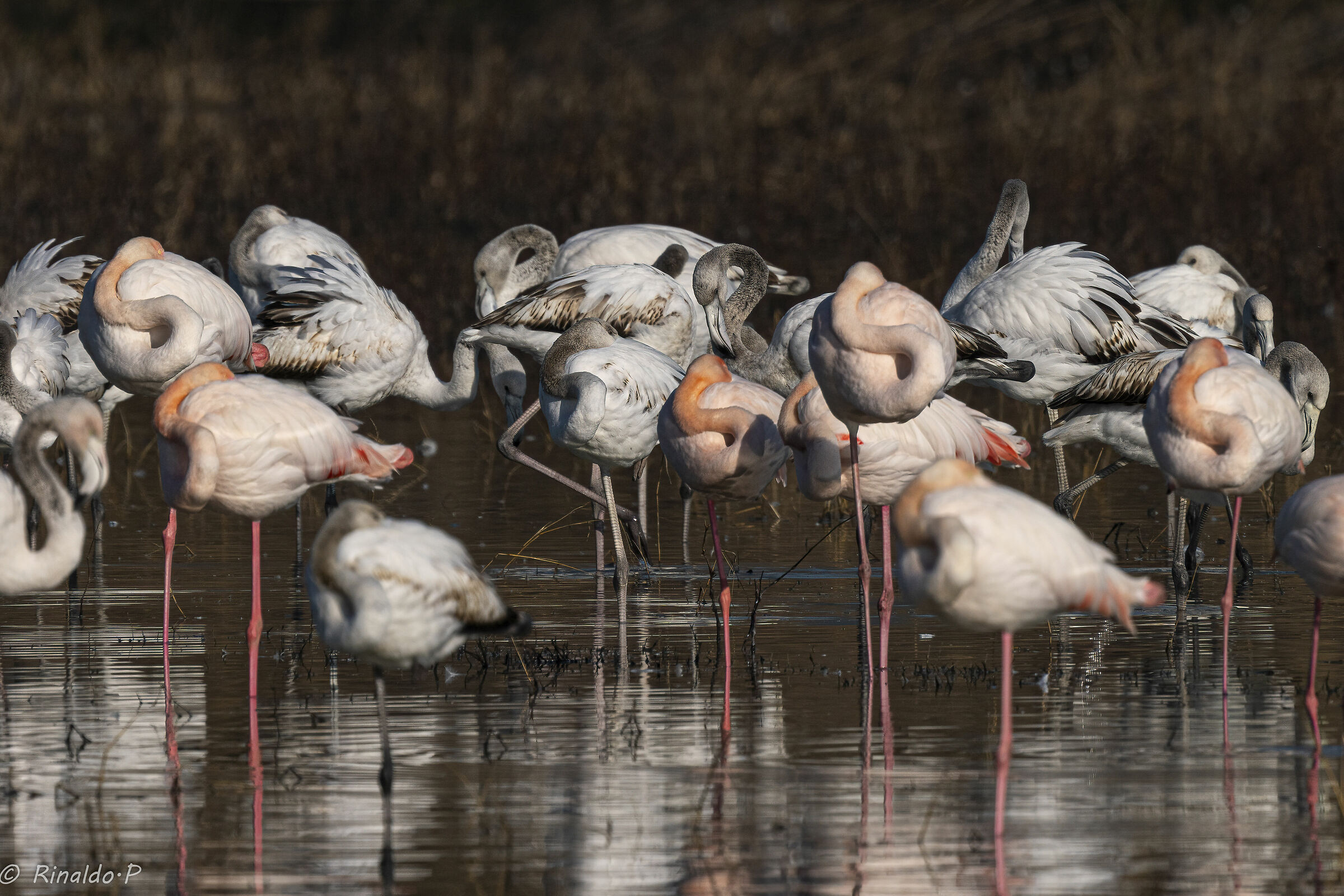 Fenicotteri Firenze 1