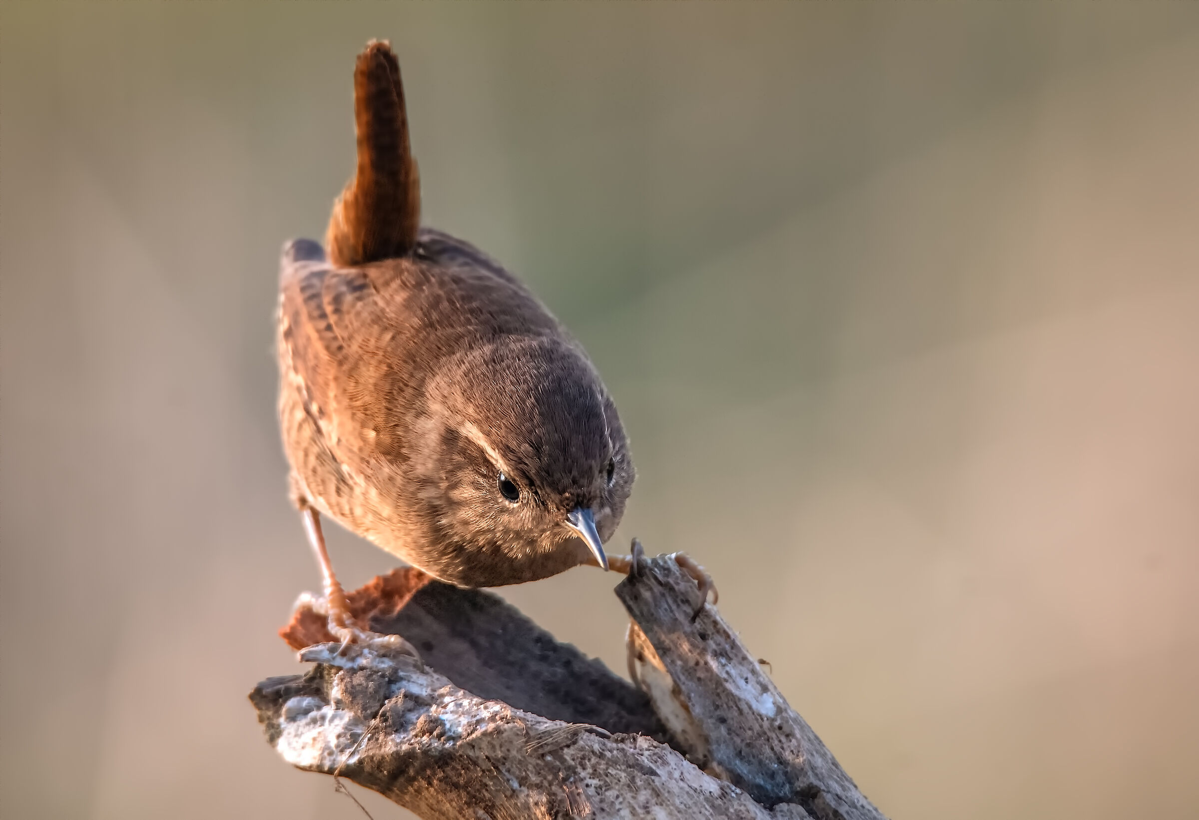 Wren