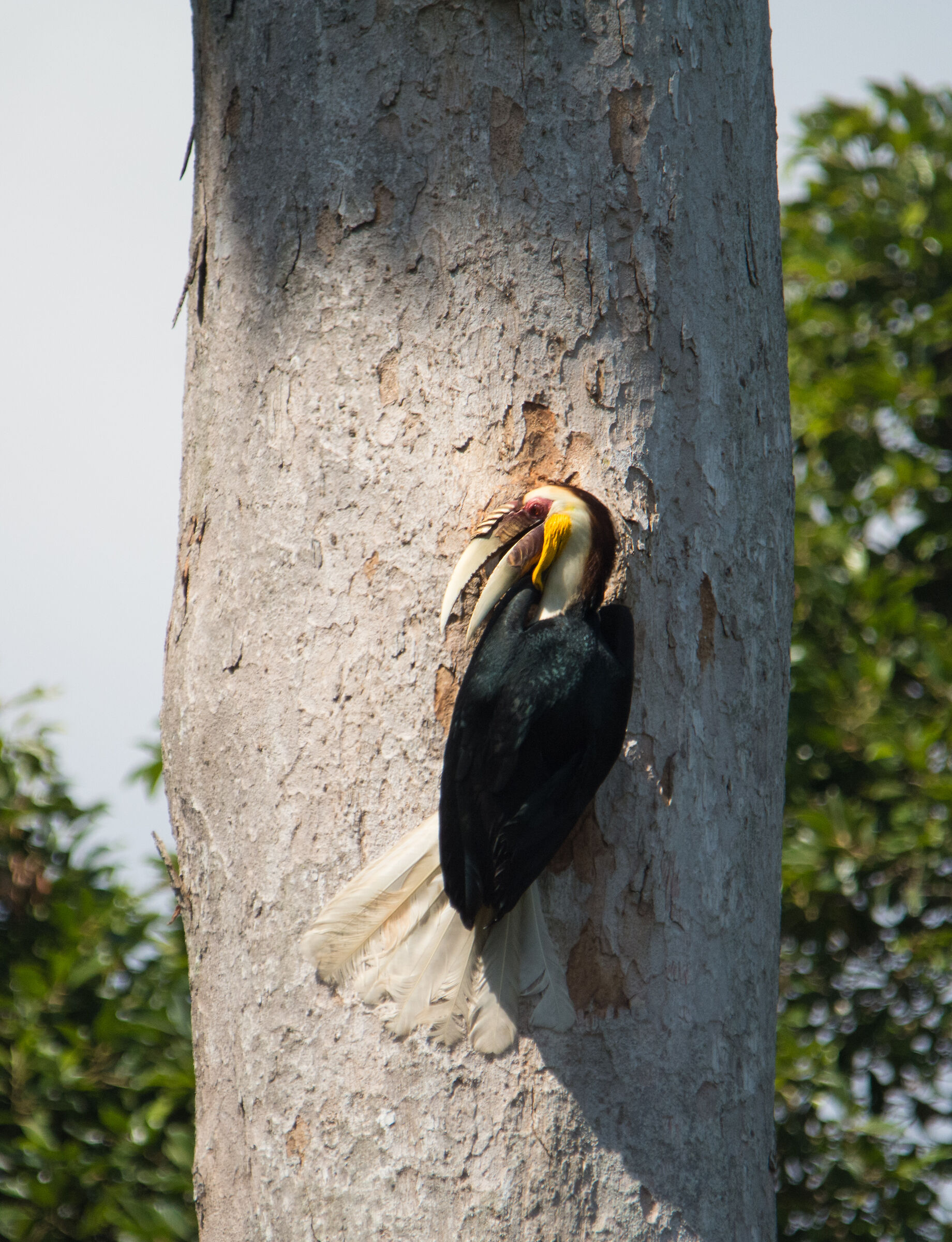 wreathed hornbill - nest