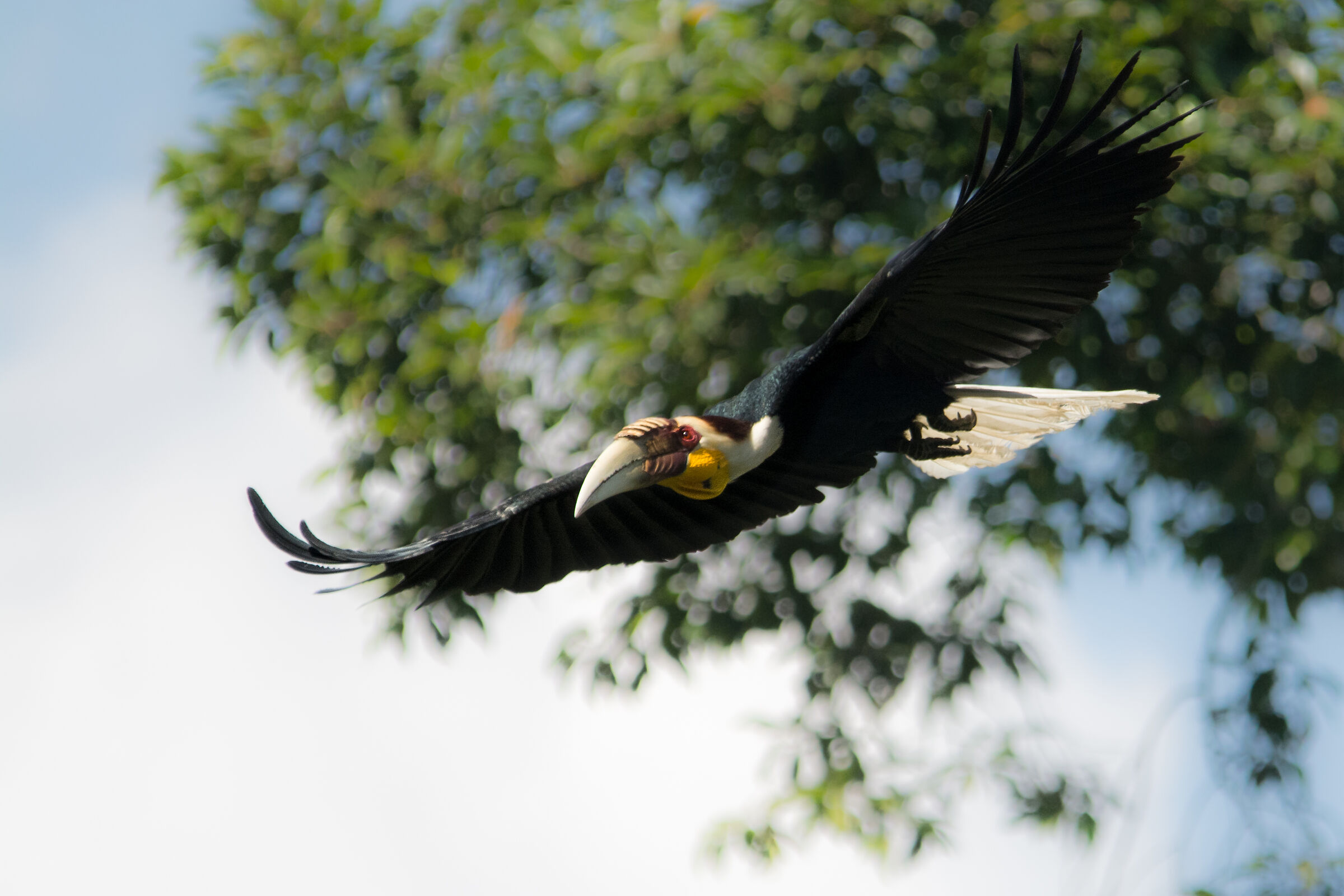 wreathed hornbill
