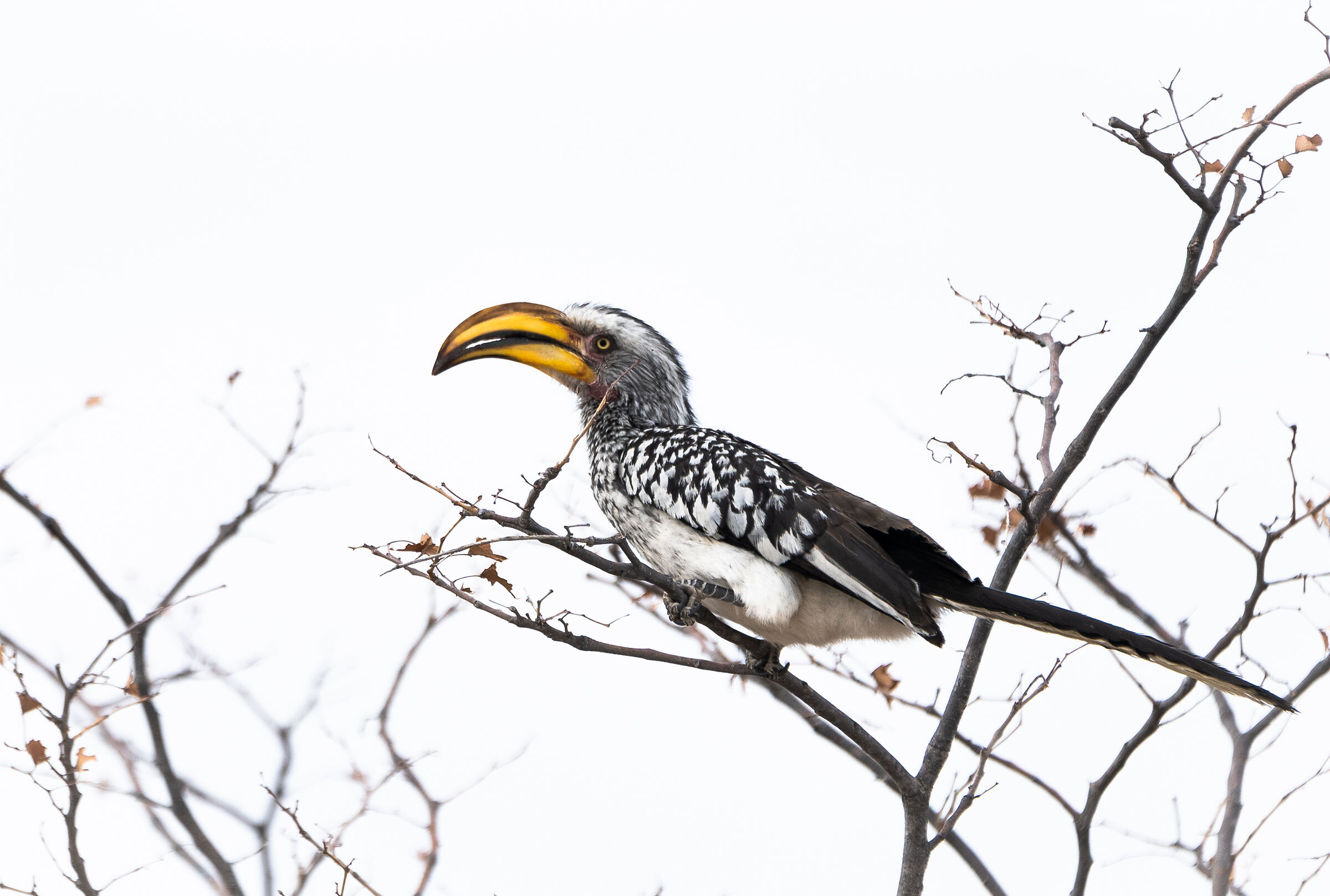 Yellow-billed hornbill