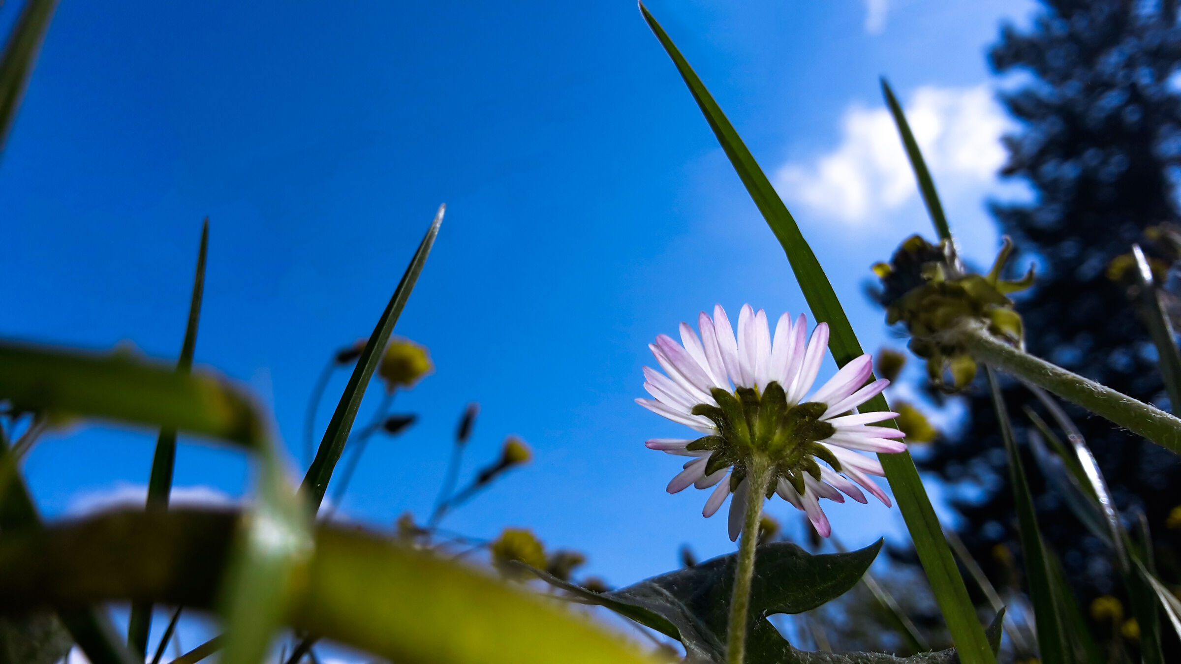 A macro like the look of a micro being