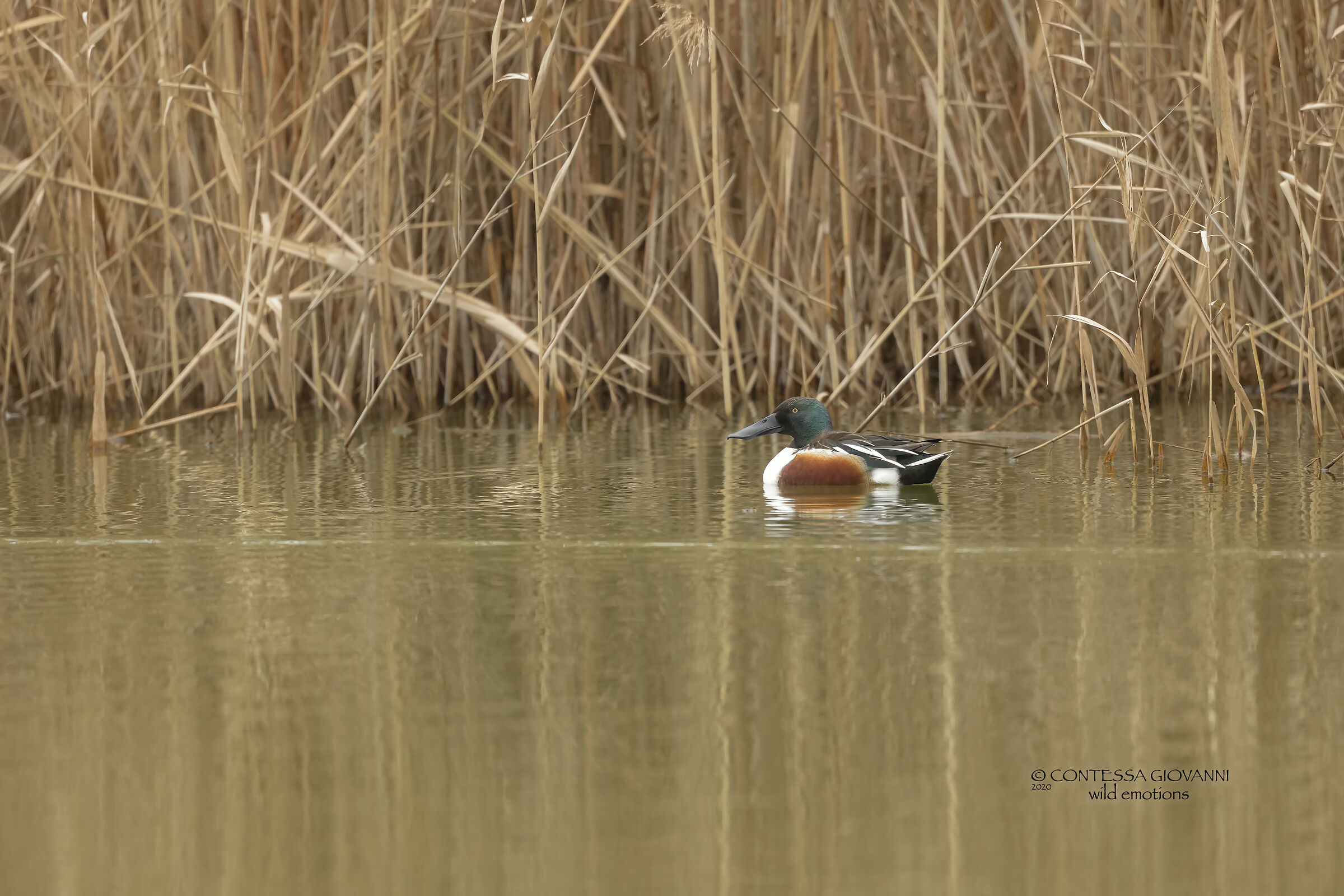mestolone ambientato