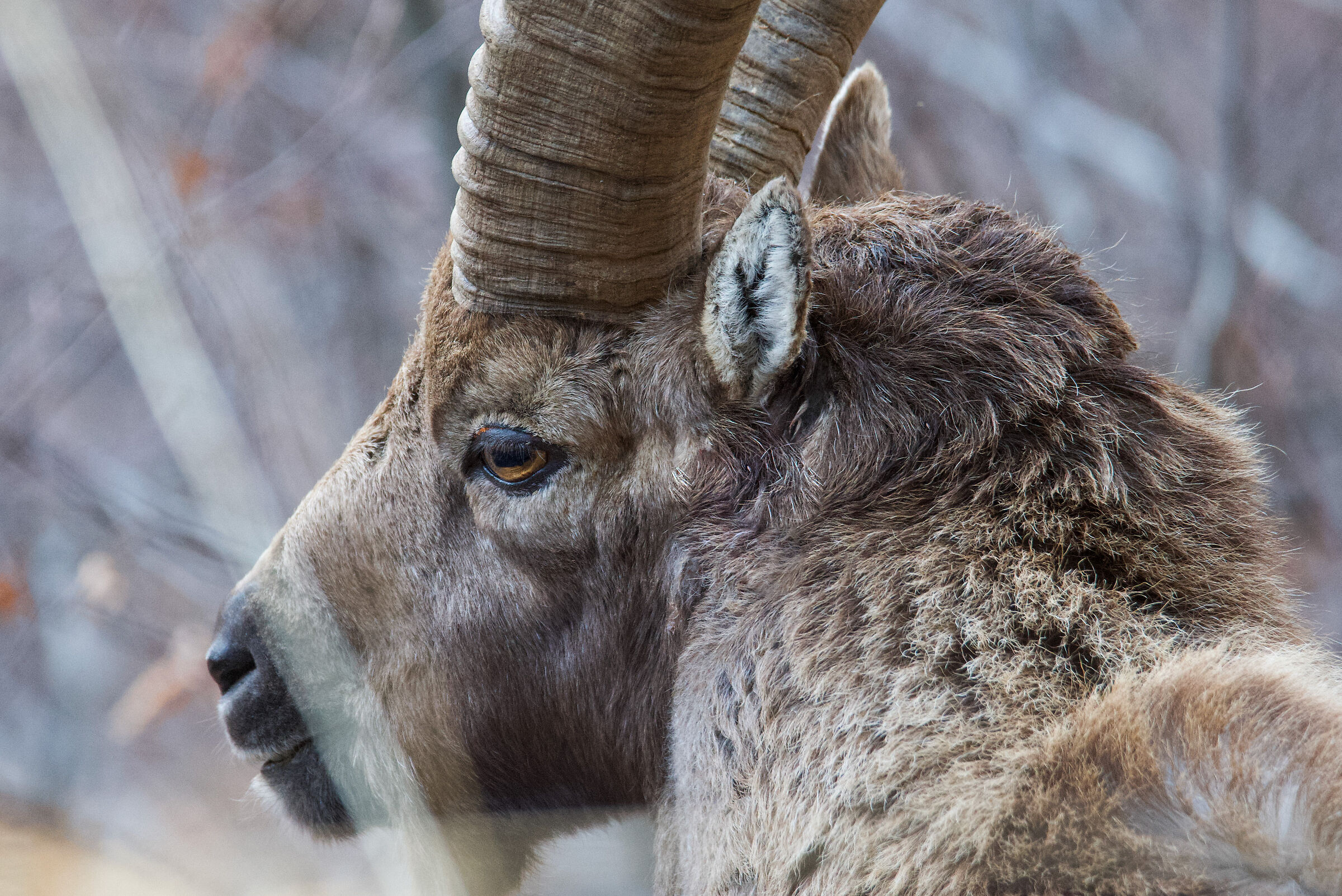 Close-up of the King