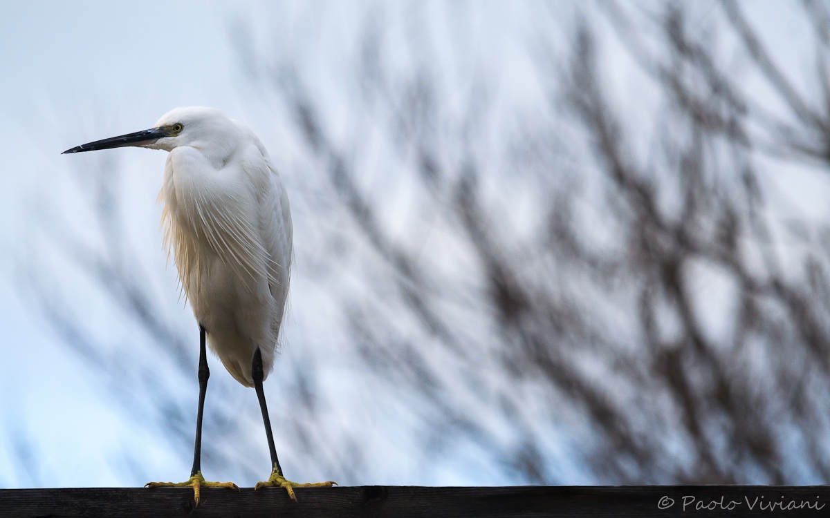 Egret thoughtful