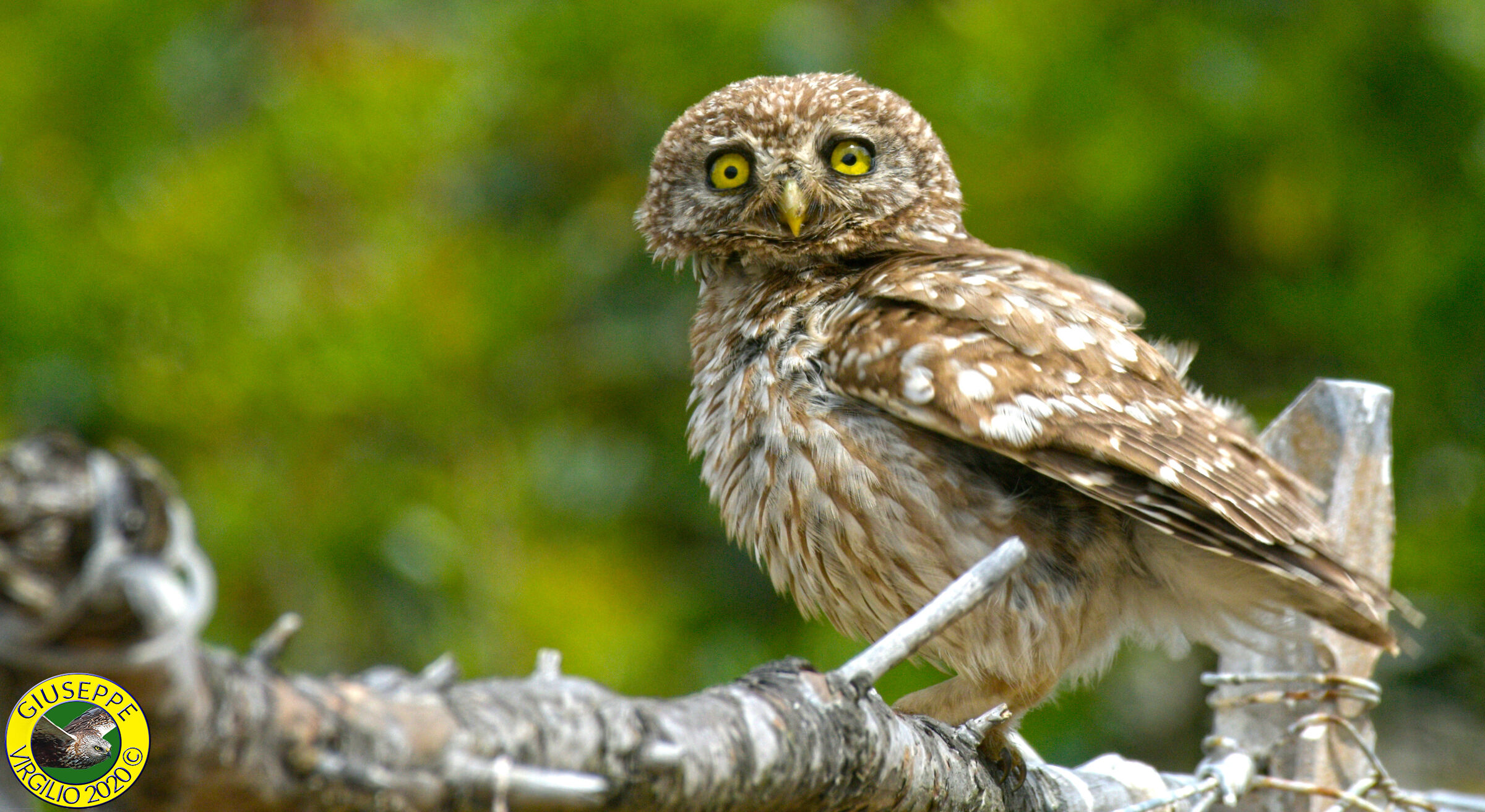 Civetta noctua (Sardegna) 2019