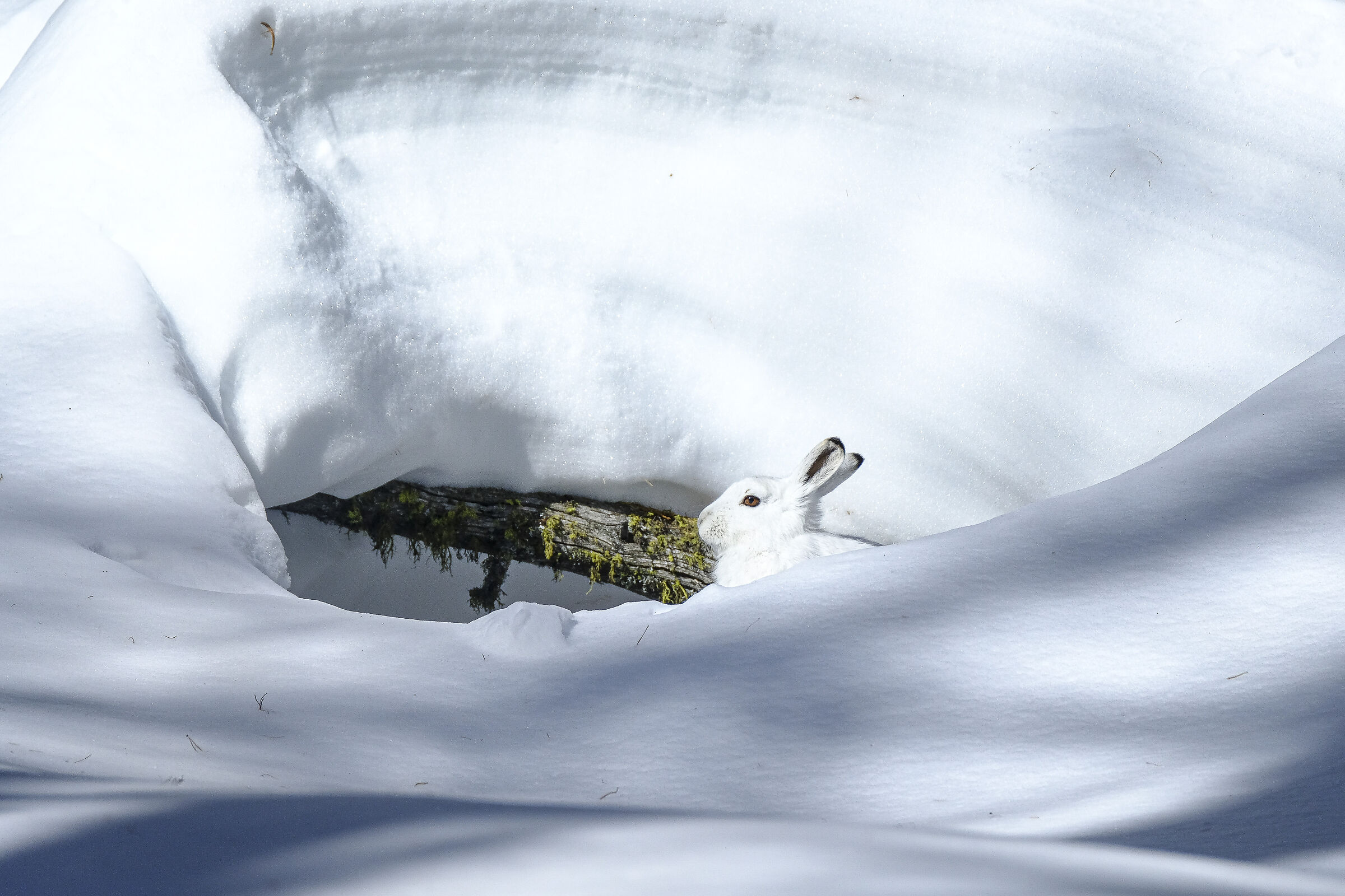 Schneehase (lepre bianca)