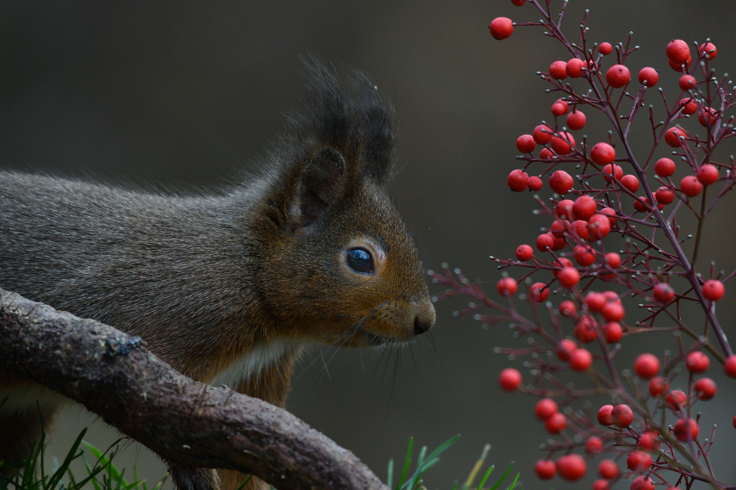spettinato ma bello...
