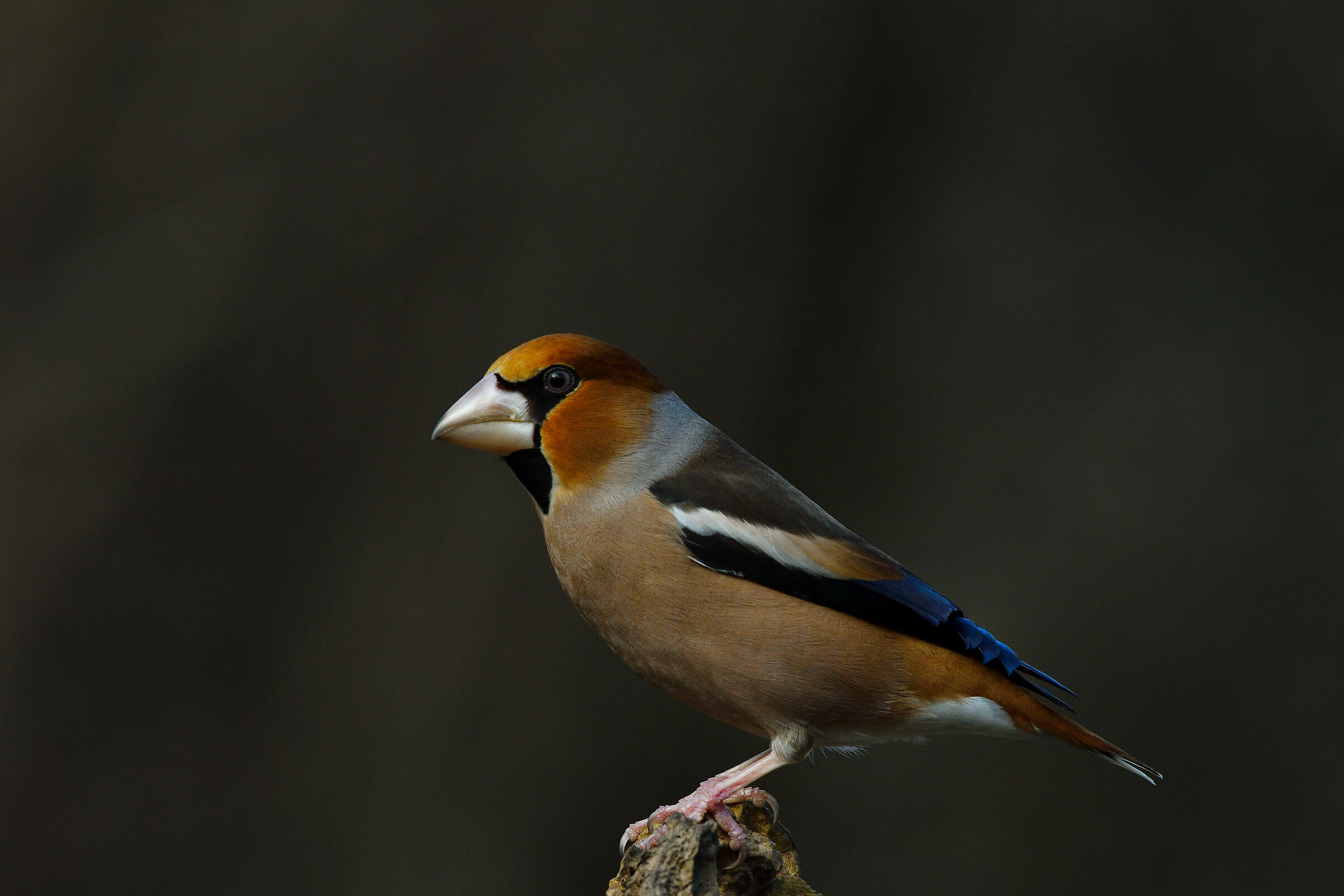 ugly but beautiful...