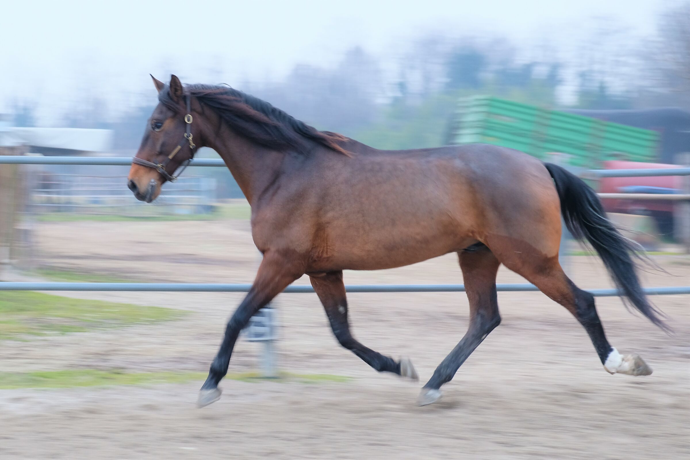 Panning. Trisangre Bay