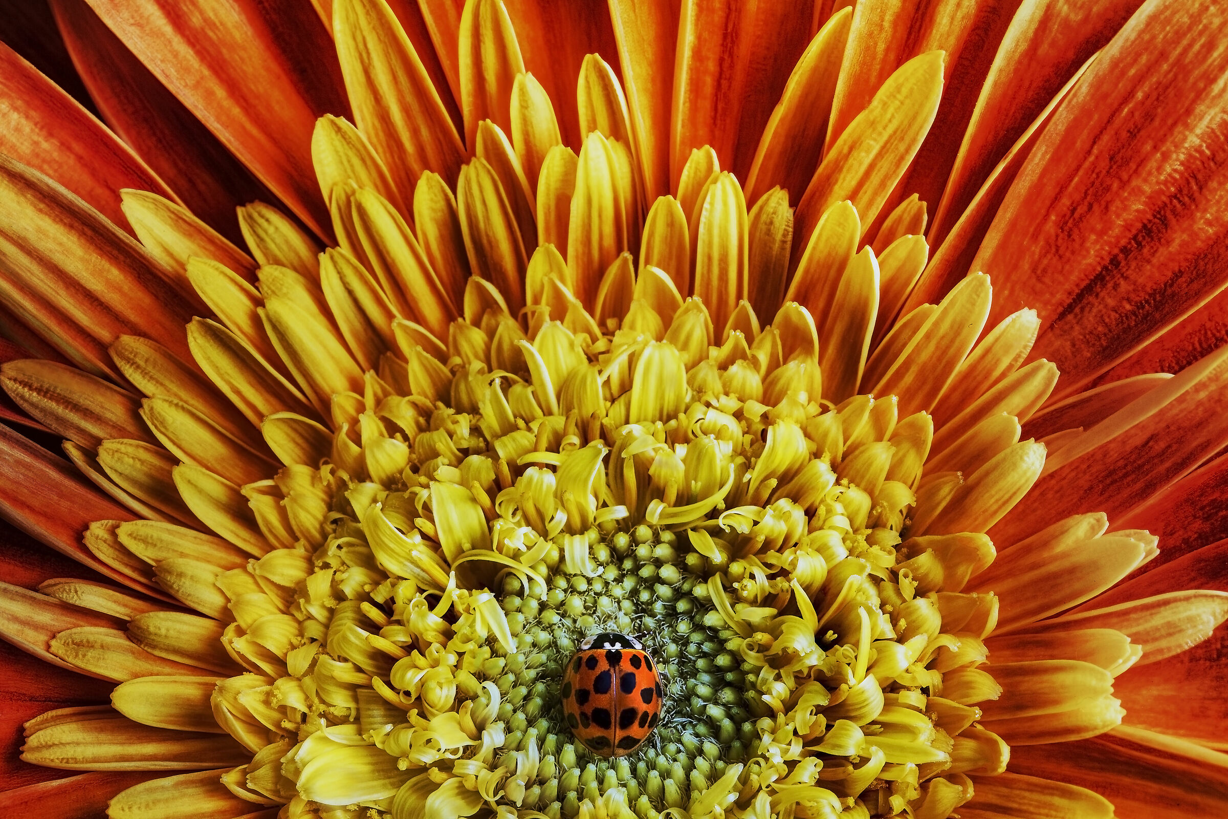Ladybug