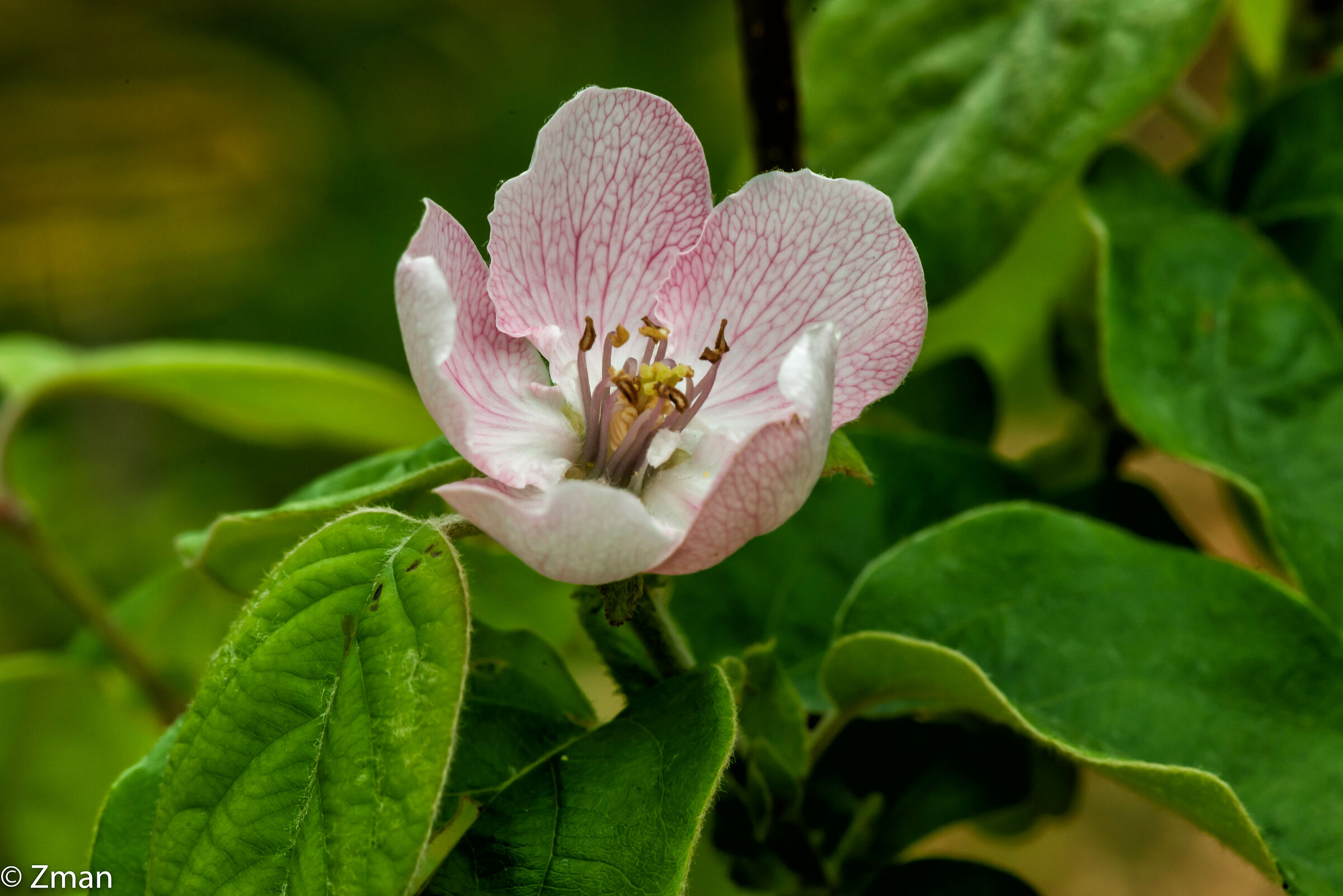 Quince Blossom