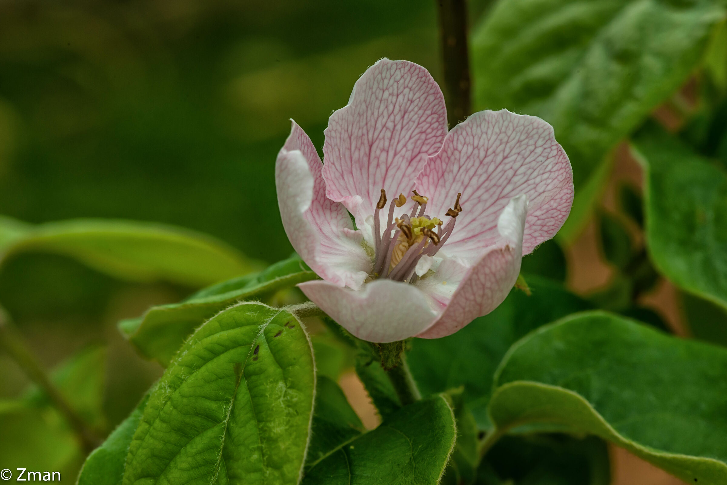 Quince Blossoms