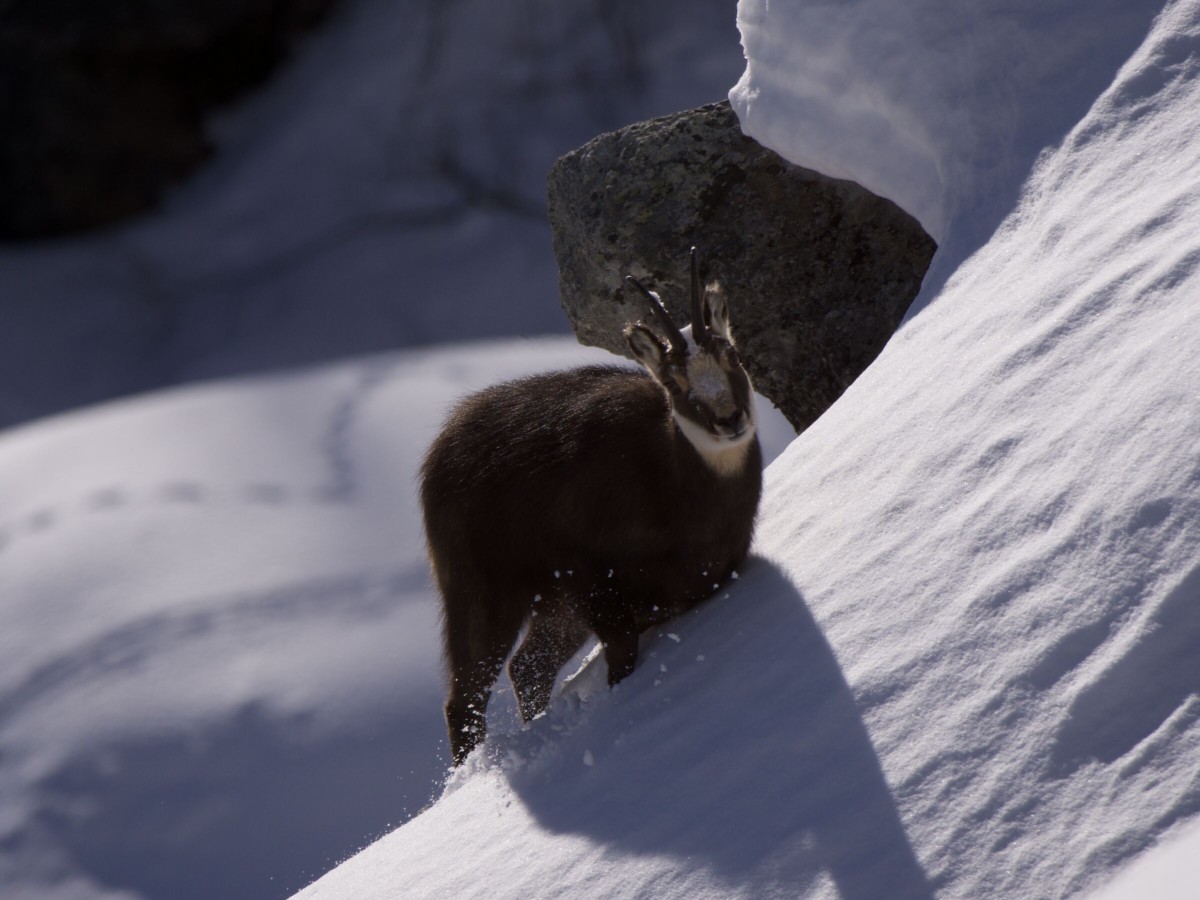 Chamois1