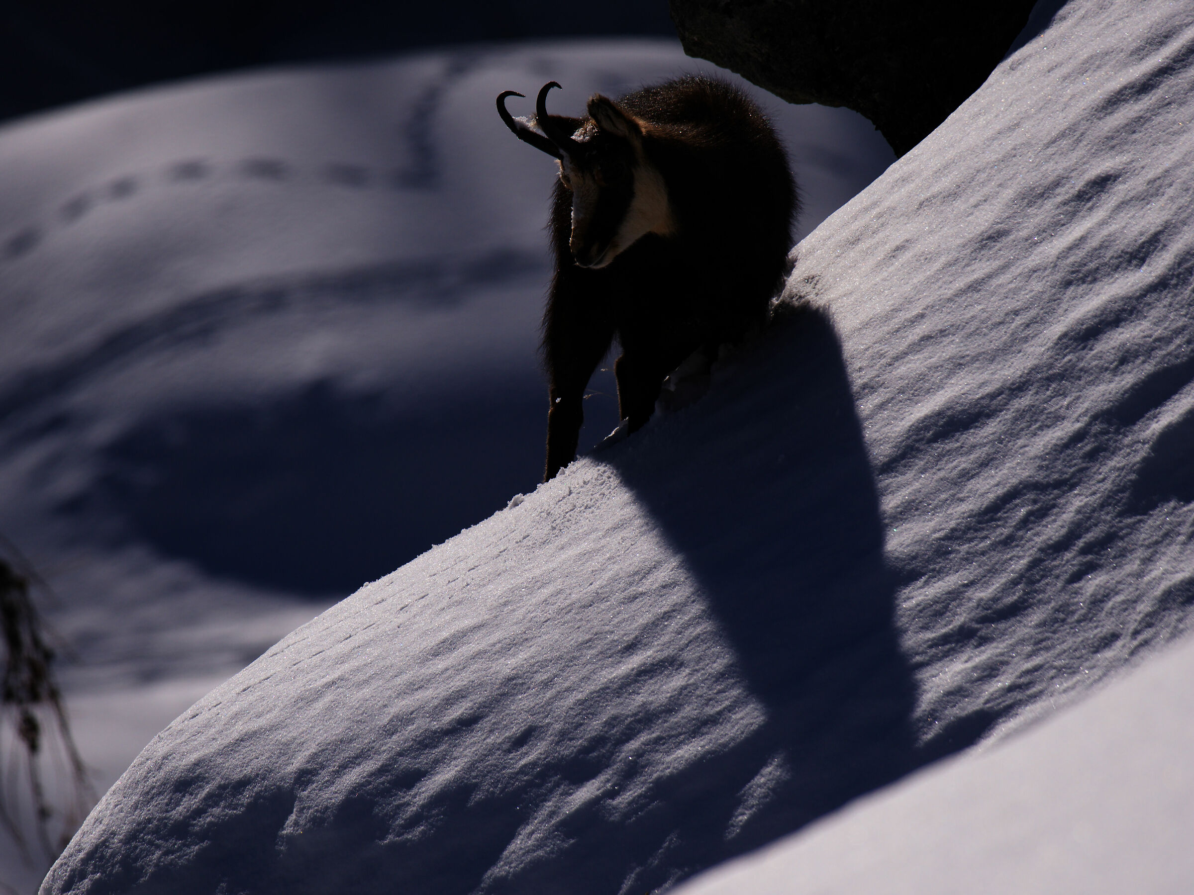 chamois2