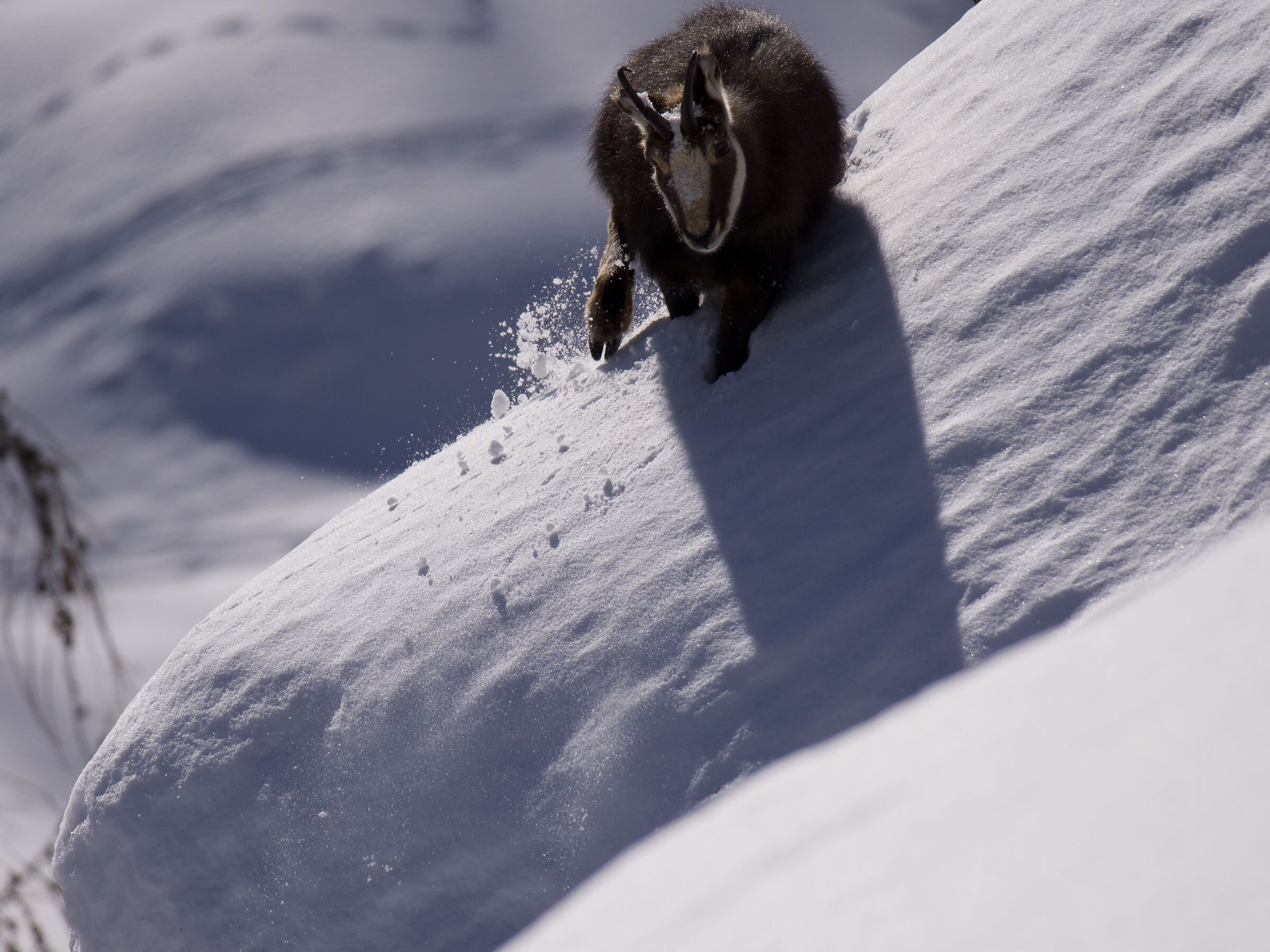 Chamois3