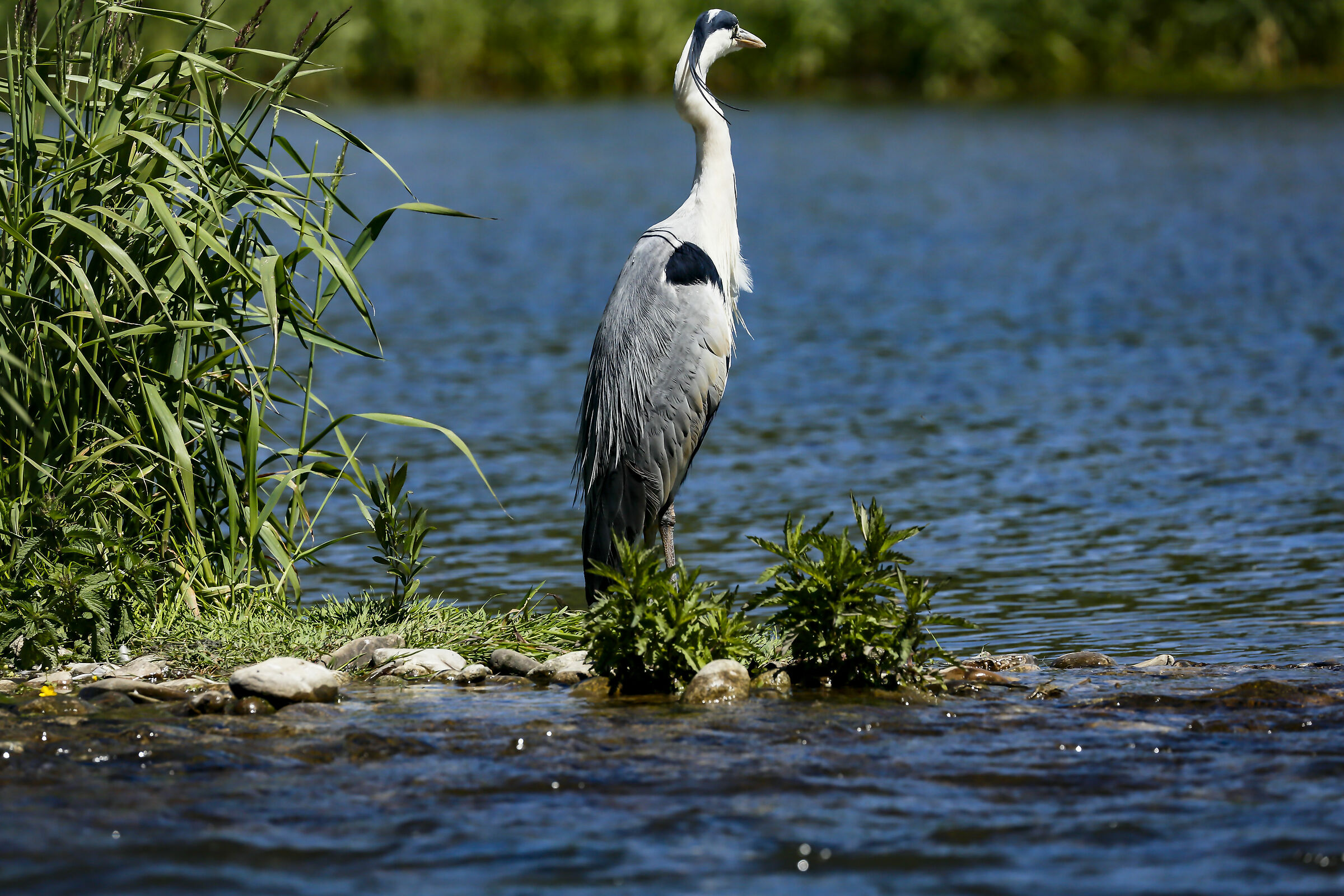 Una pausa per la toelettatura