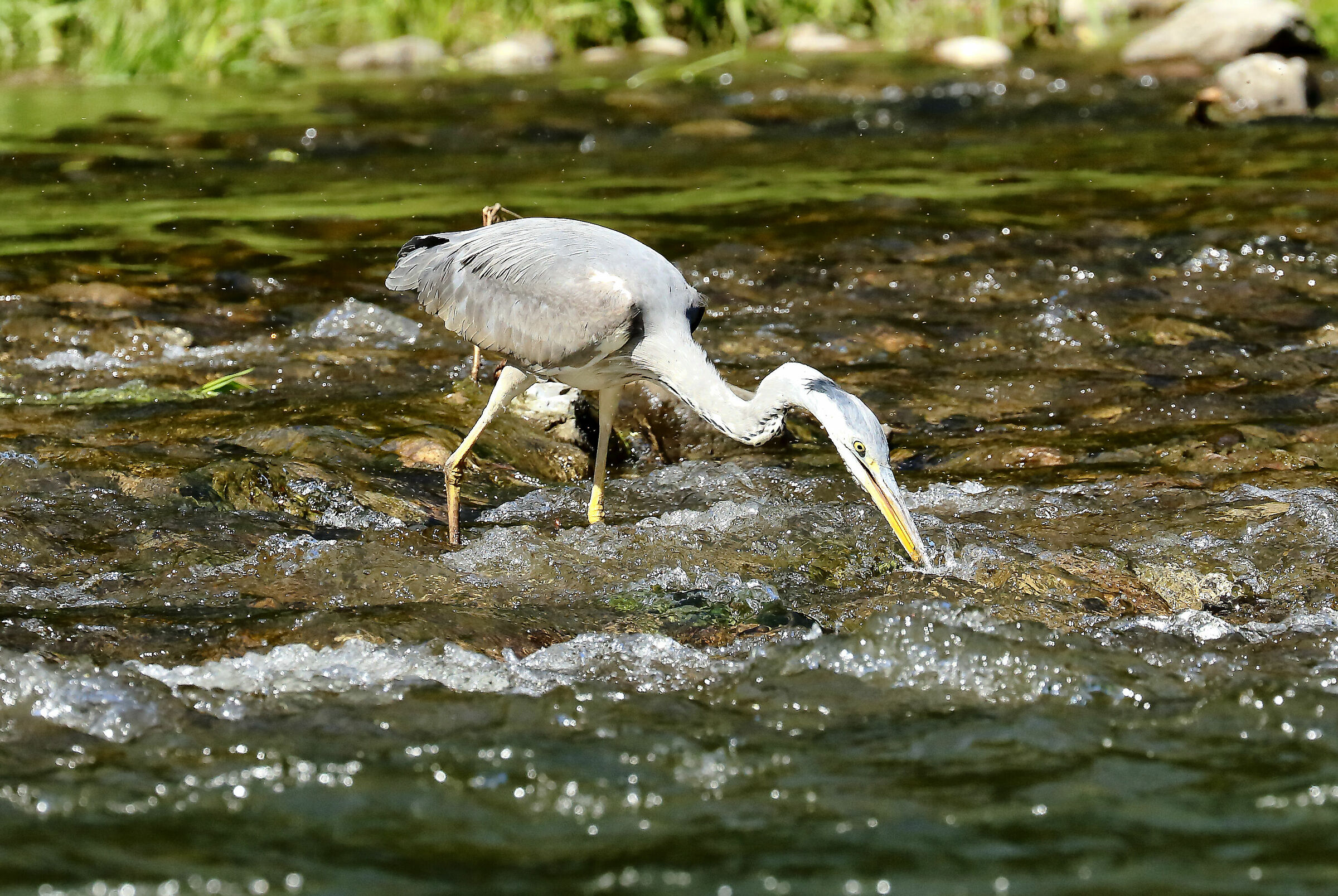 Il momento della caccia