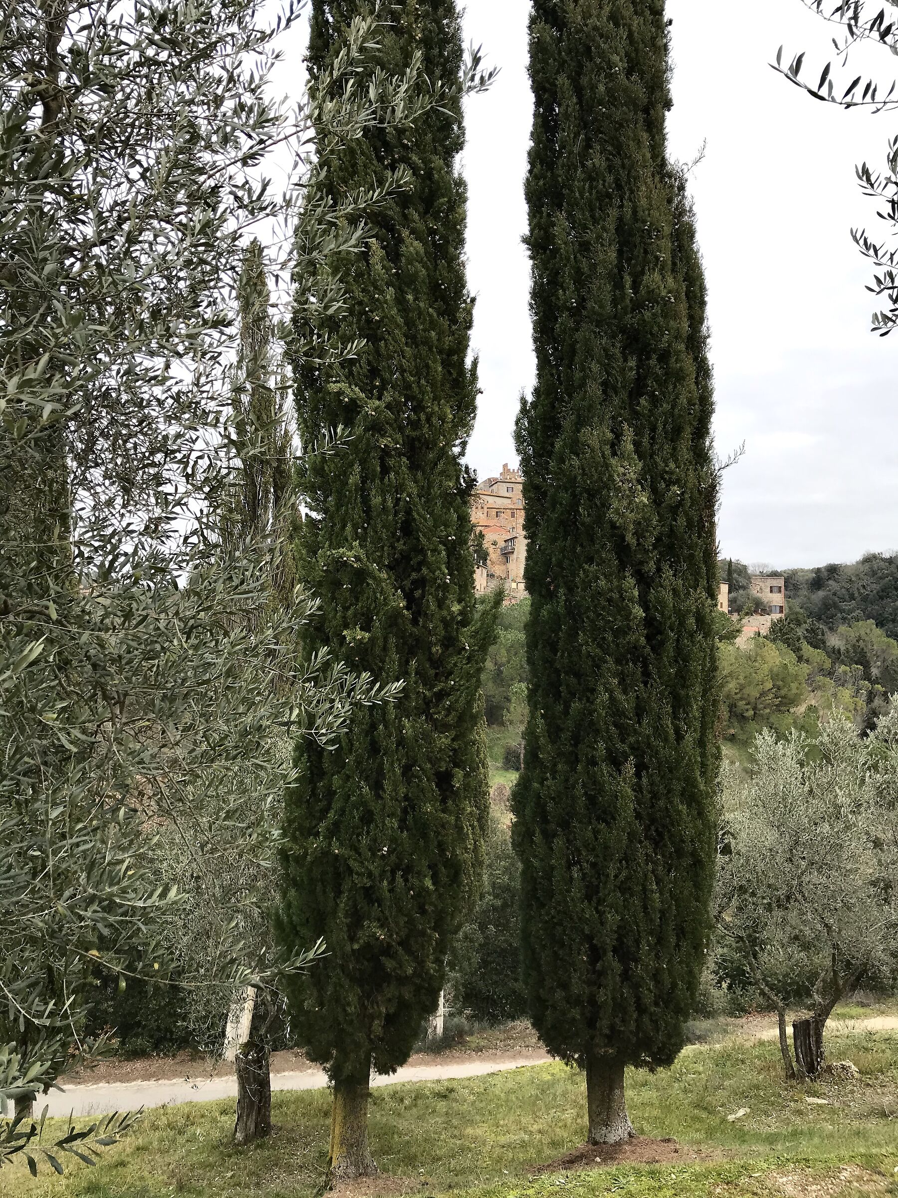cypress trees in Petroio