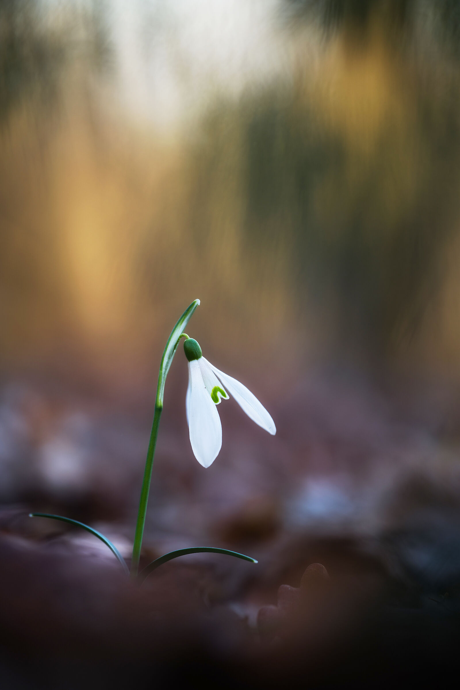 Snowdrops
