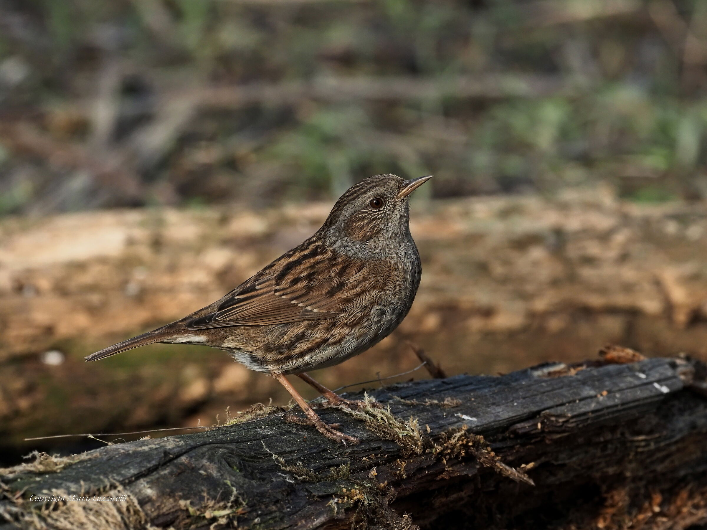 passera scopaiola in gran forma