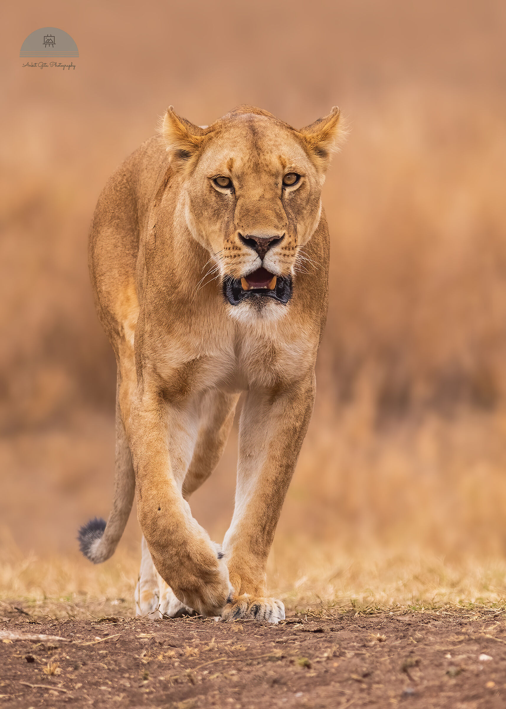 Lioness looking around for cubs_Serengeti, Tanzania