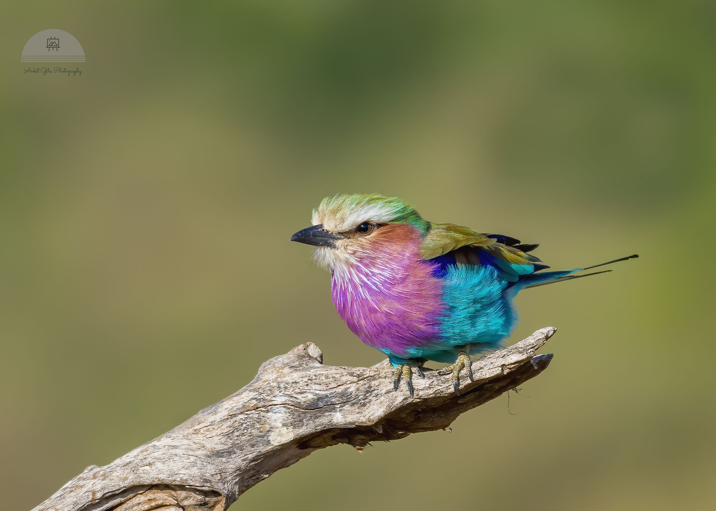 Lilac breasted Roller_Maasai Mara, Kenya