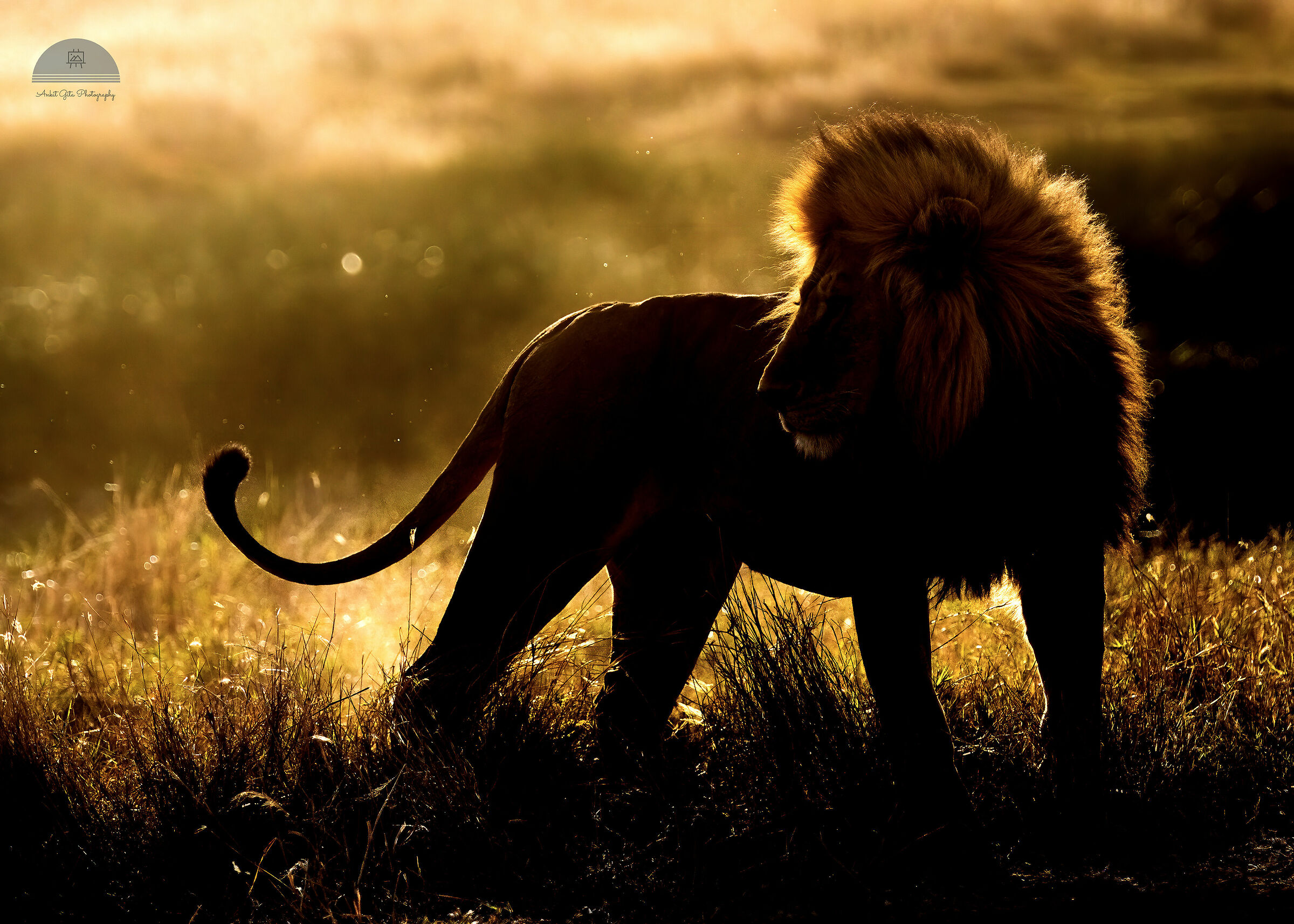 African Lion_Backlit_Serengeti NP, Tanzania