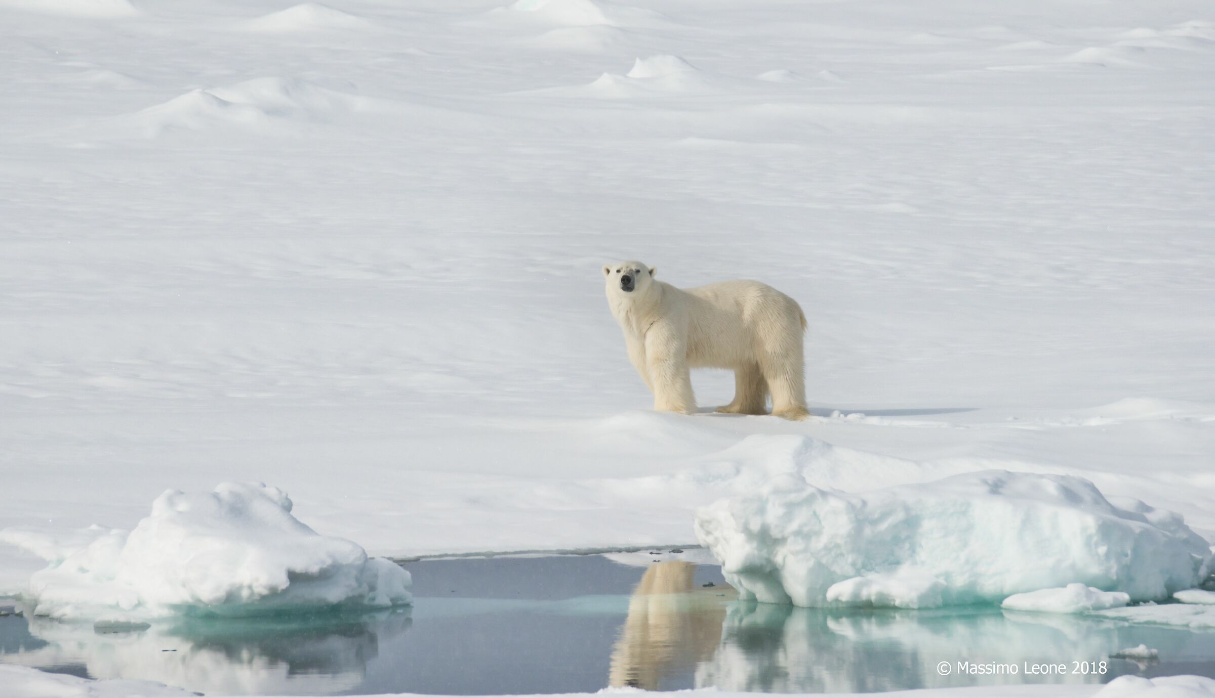 Polar bear (Svalbard)