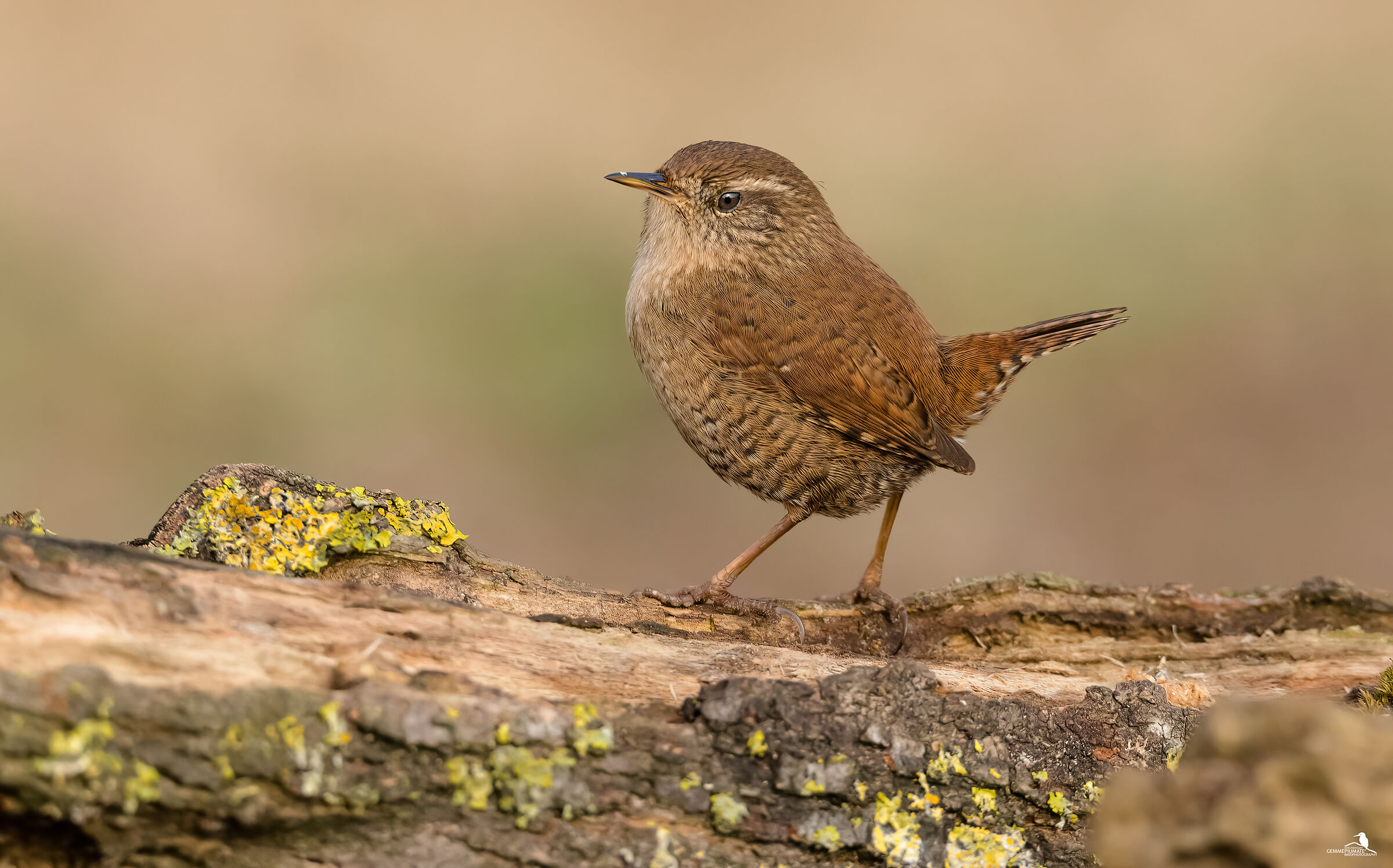 Wren