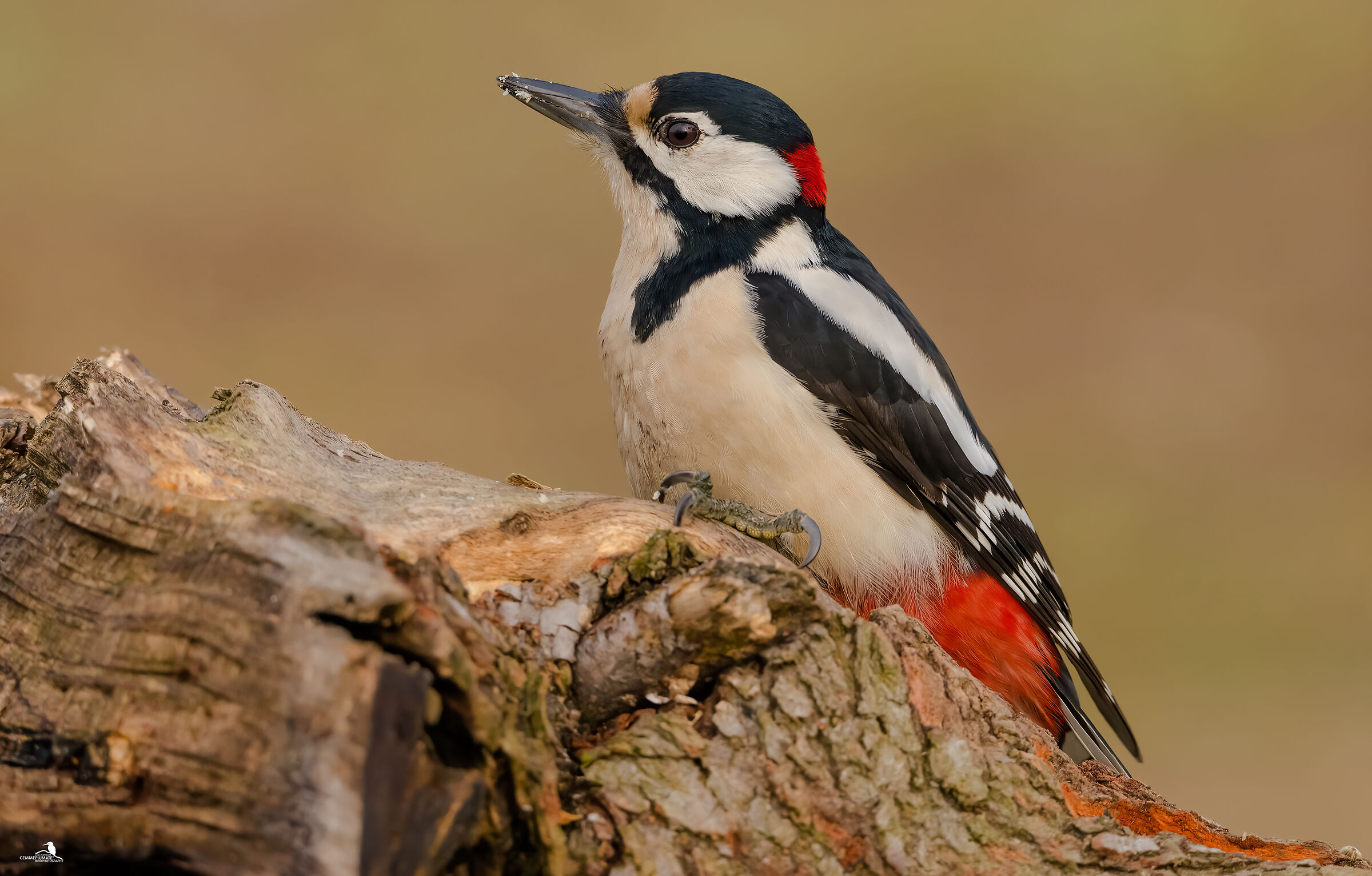 Major red woodpecker - male