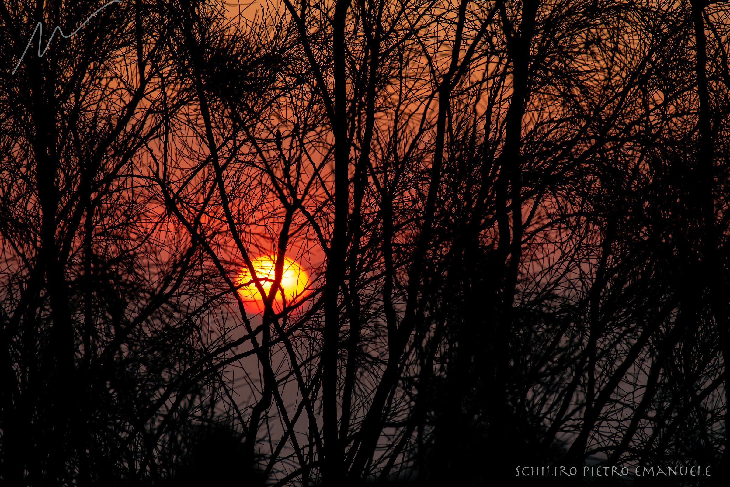 Sole fra i rami, fra lo zero e il due - 02-02-2020