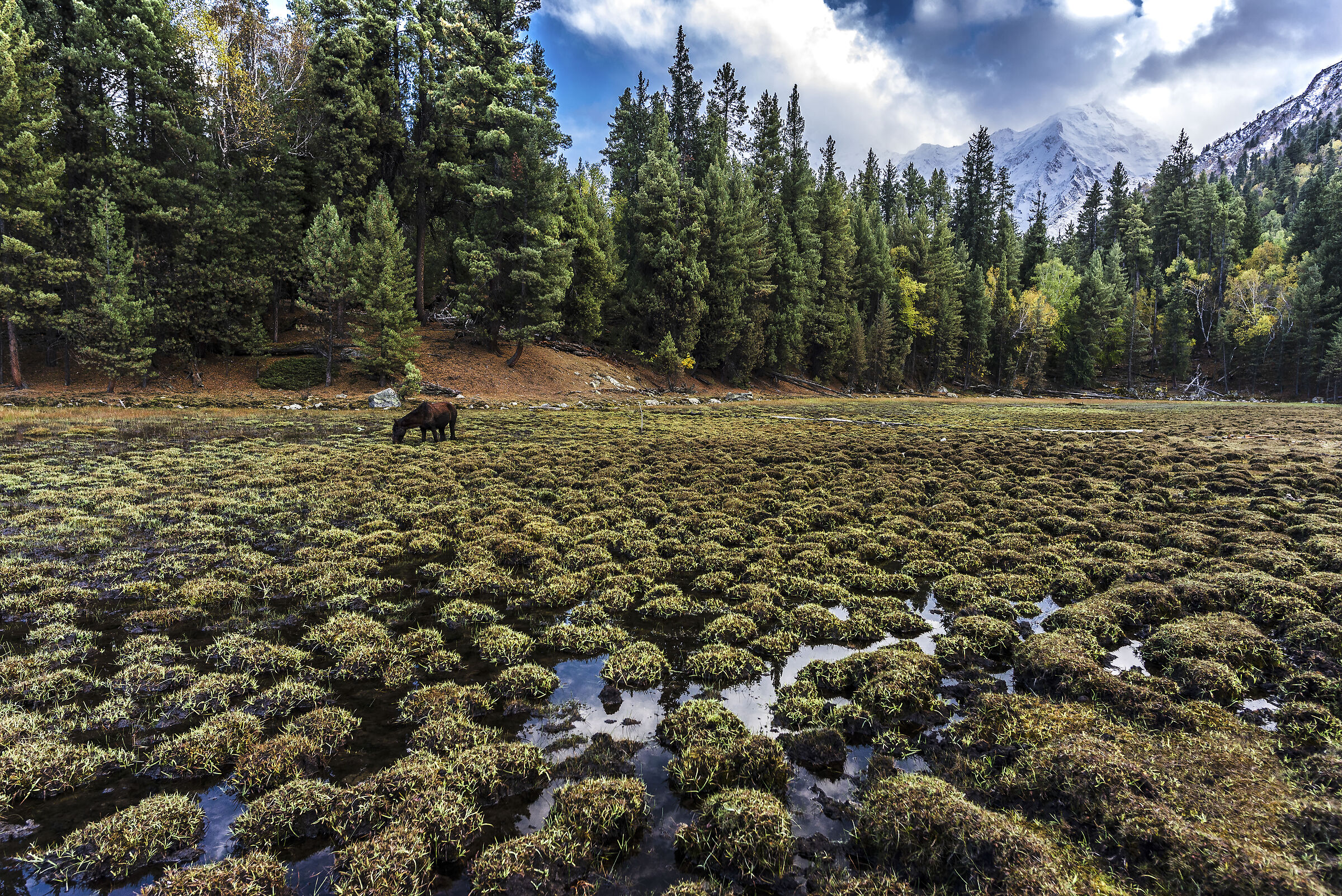 Fairy Meadows By Nanga Parbat
