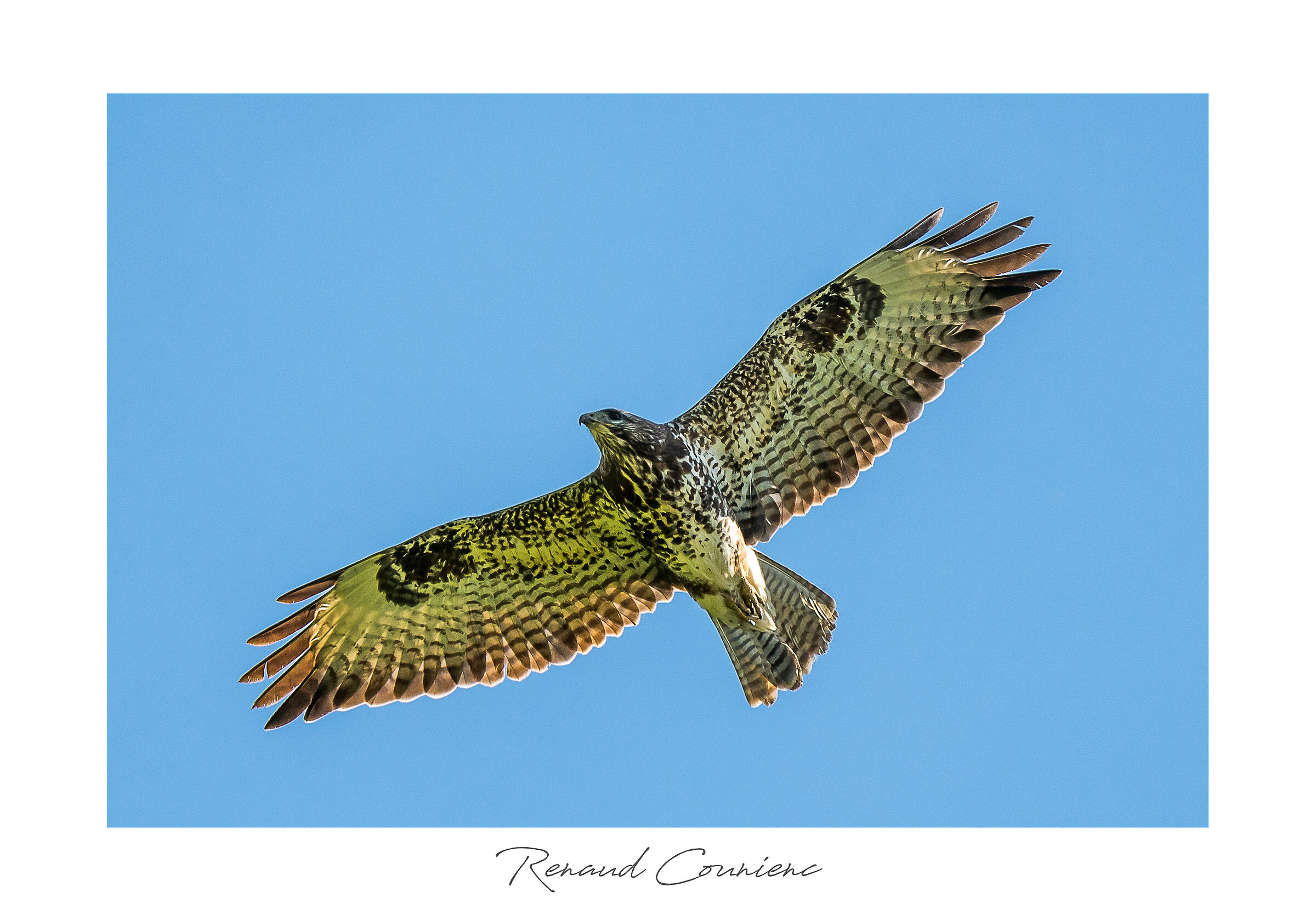 Buteo Buteo