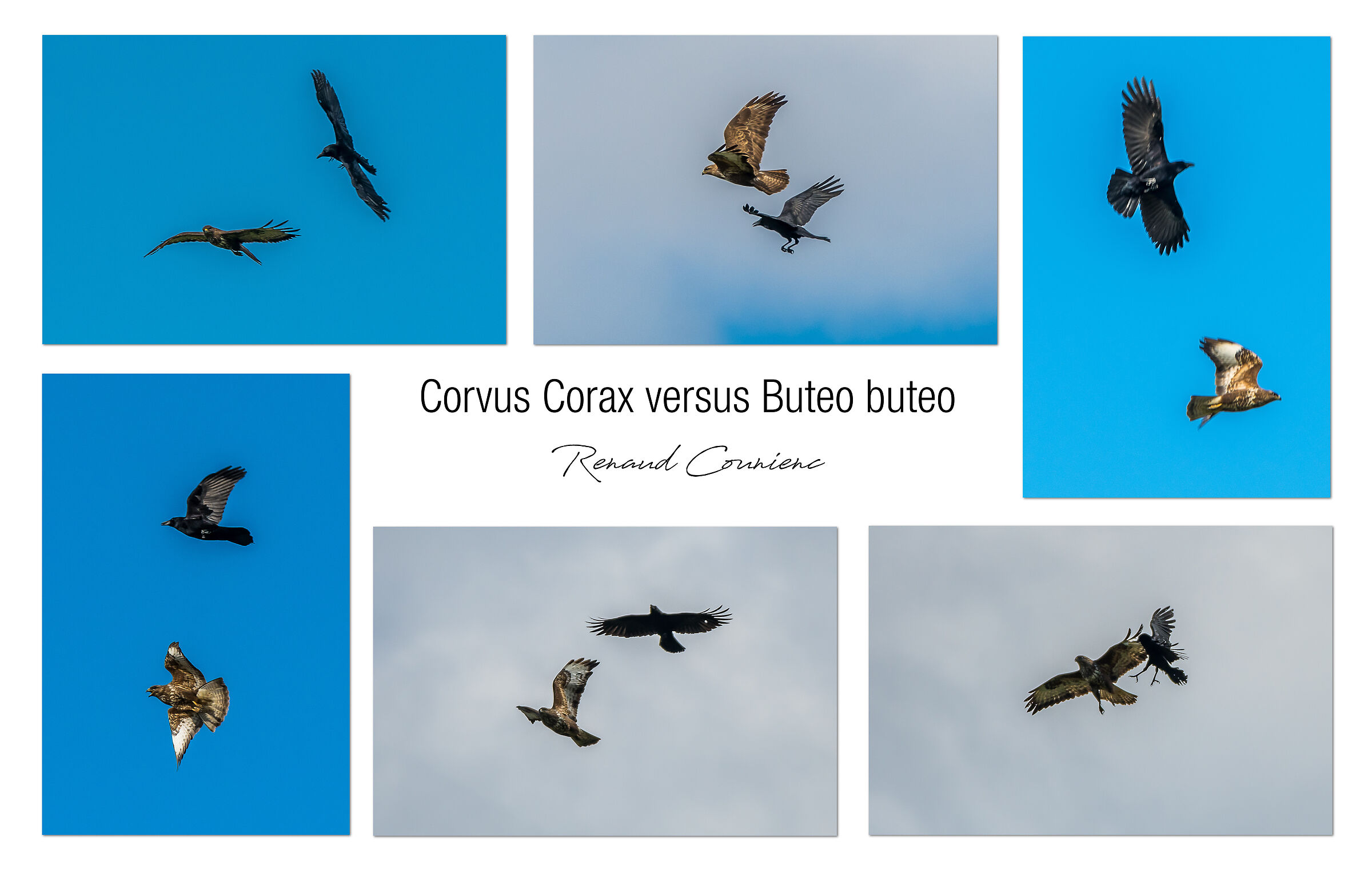 Corvus Corax vs ButeoButeo