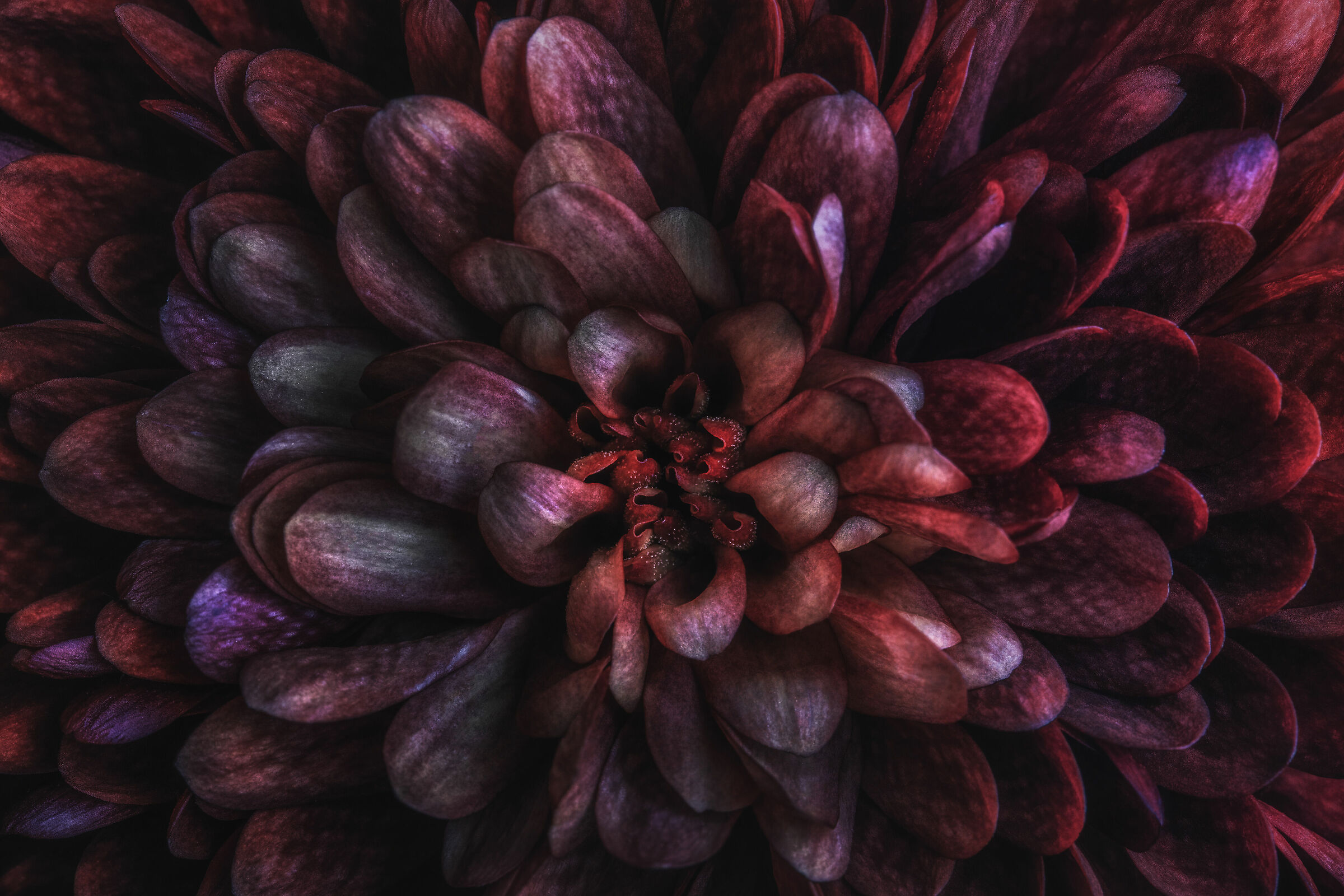 Dahlia