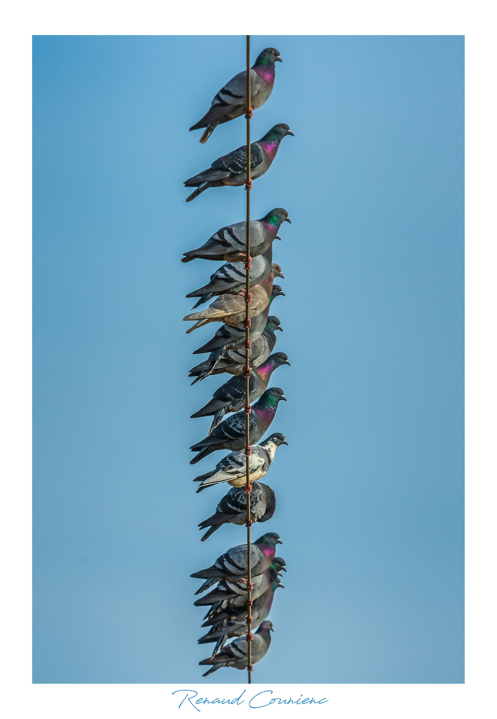 ;) infestata su piccione