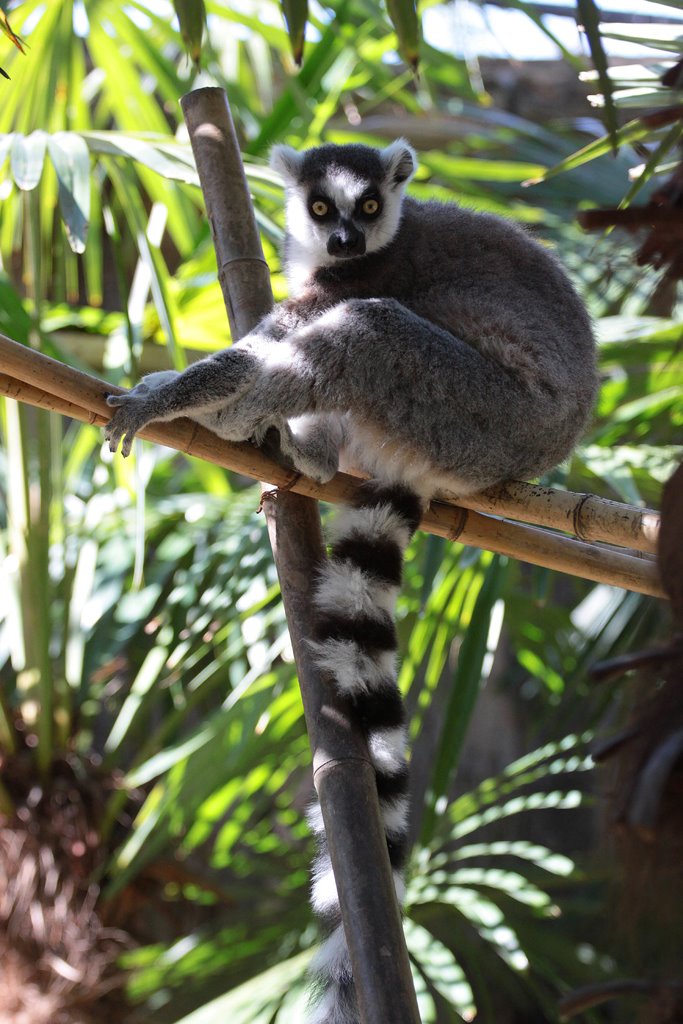 Lemur