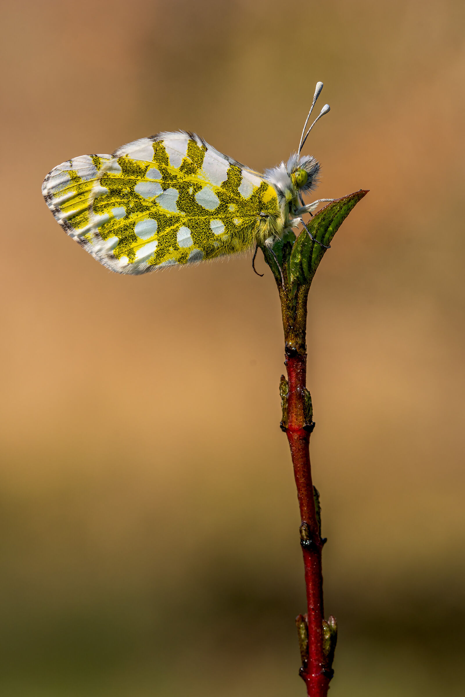 Anthocharis cardamines