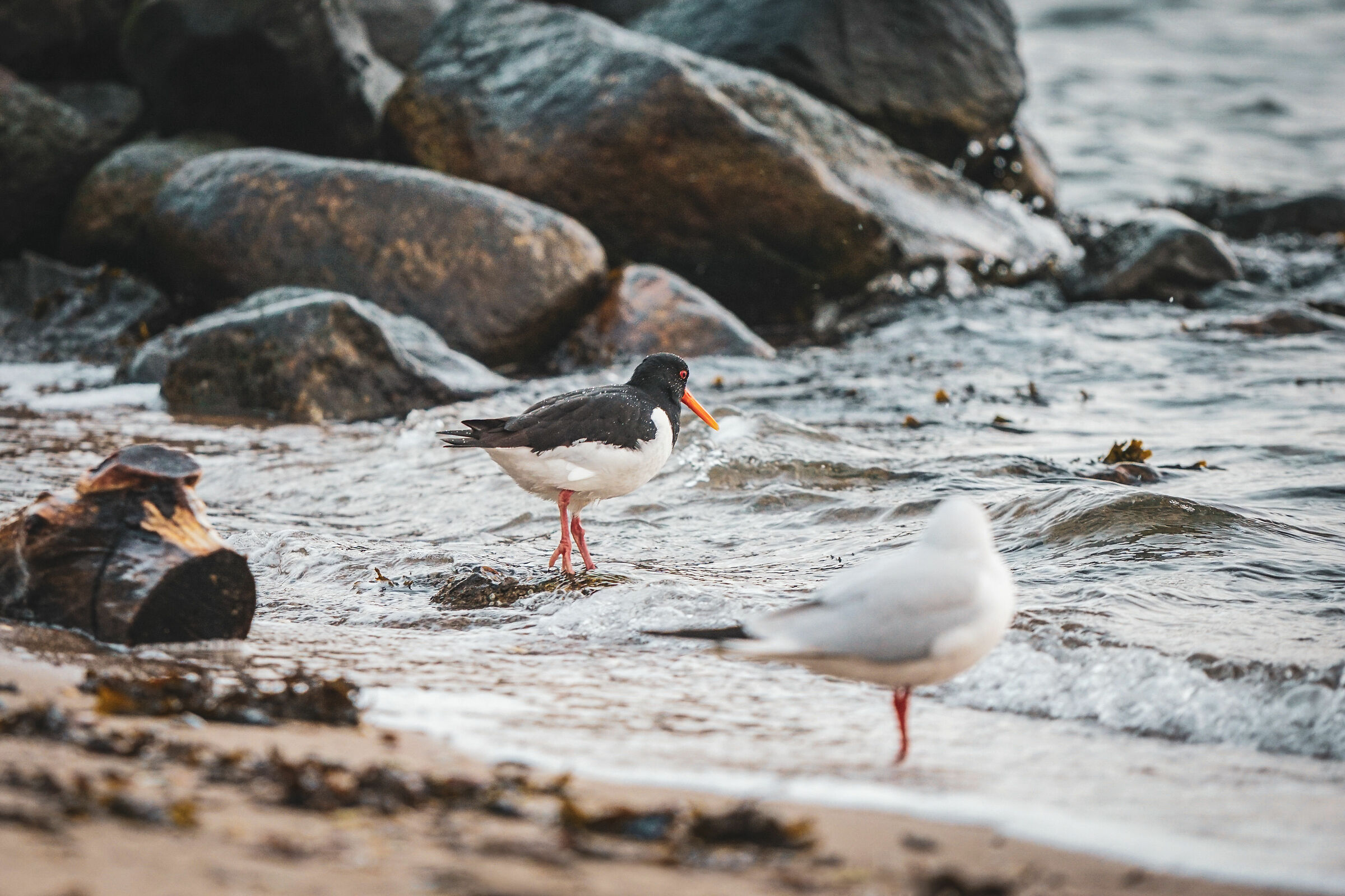The Guardians of the Beach