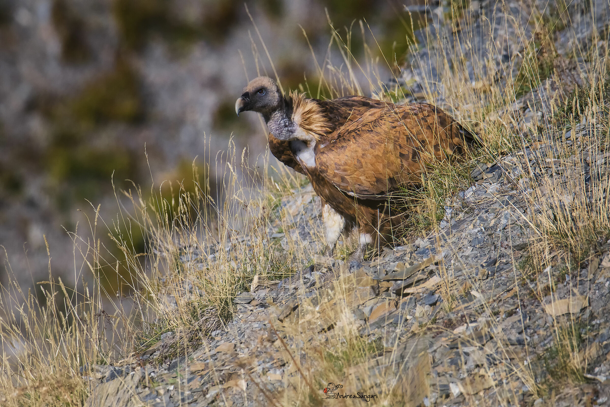 A very close encounter....