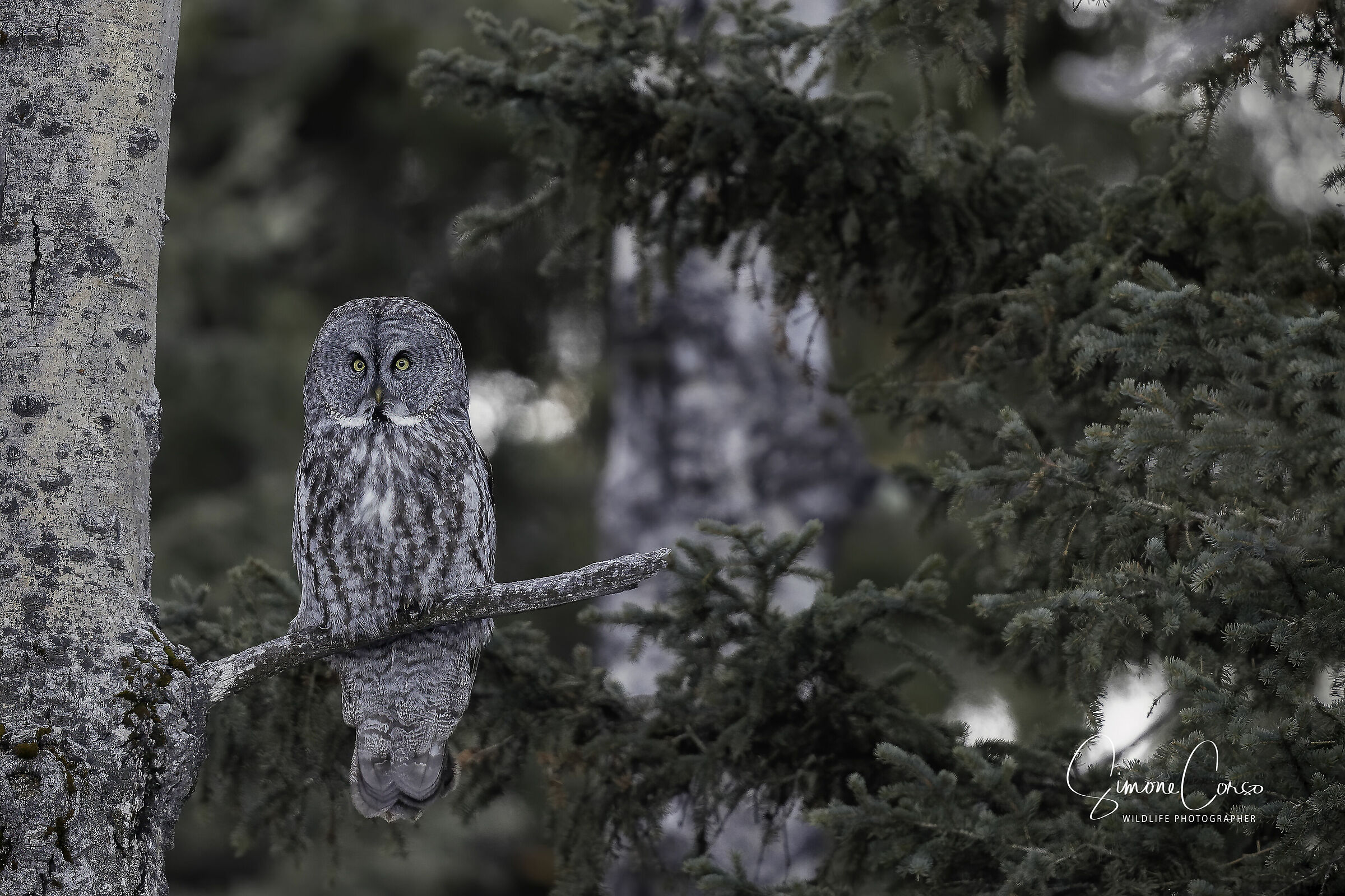 Strix Nebulosa - Allocco di Lapponia