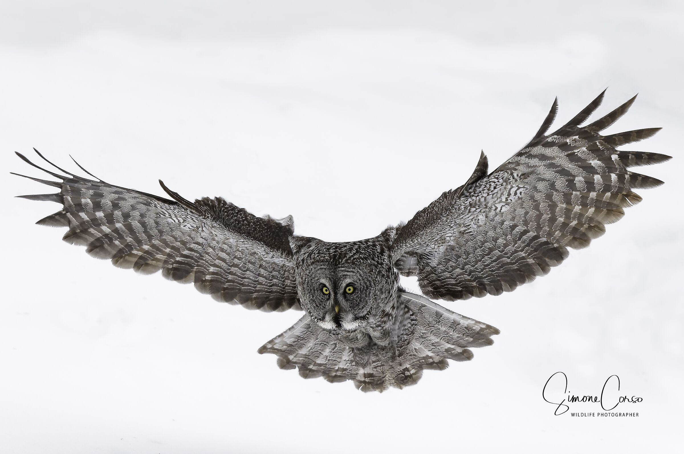 Strix Nebulosa - Allocco di Lapponia