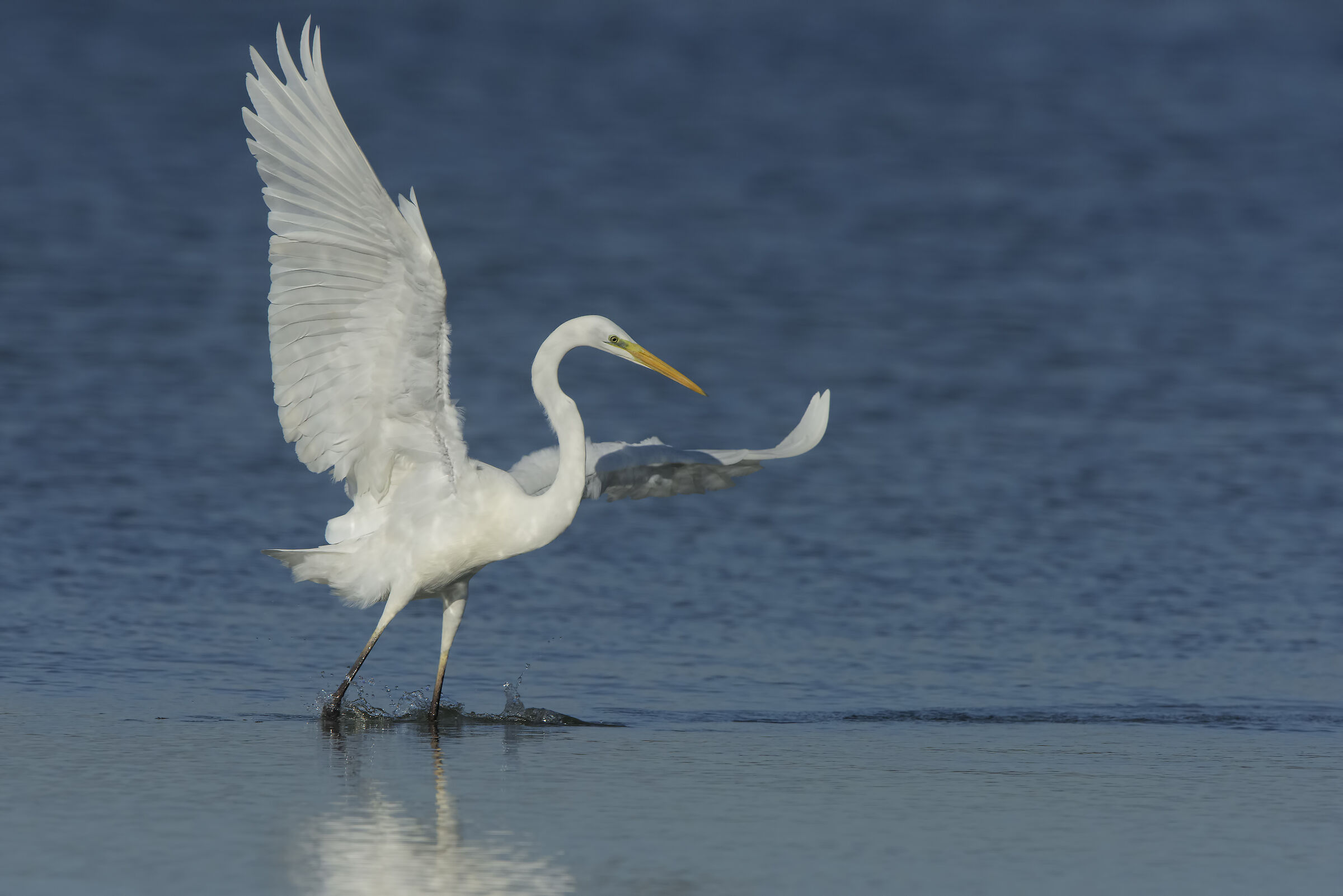 heron in the hunt