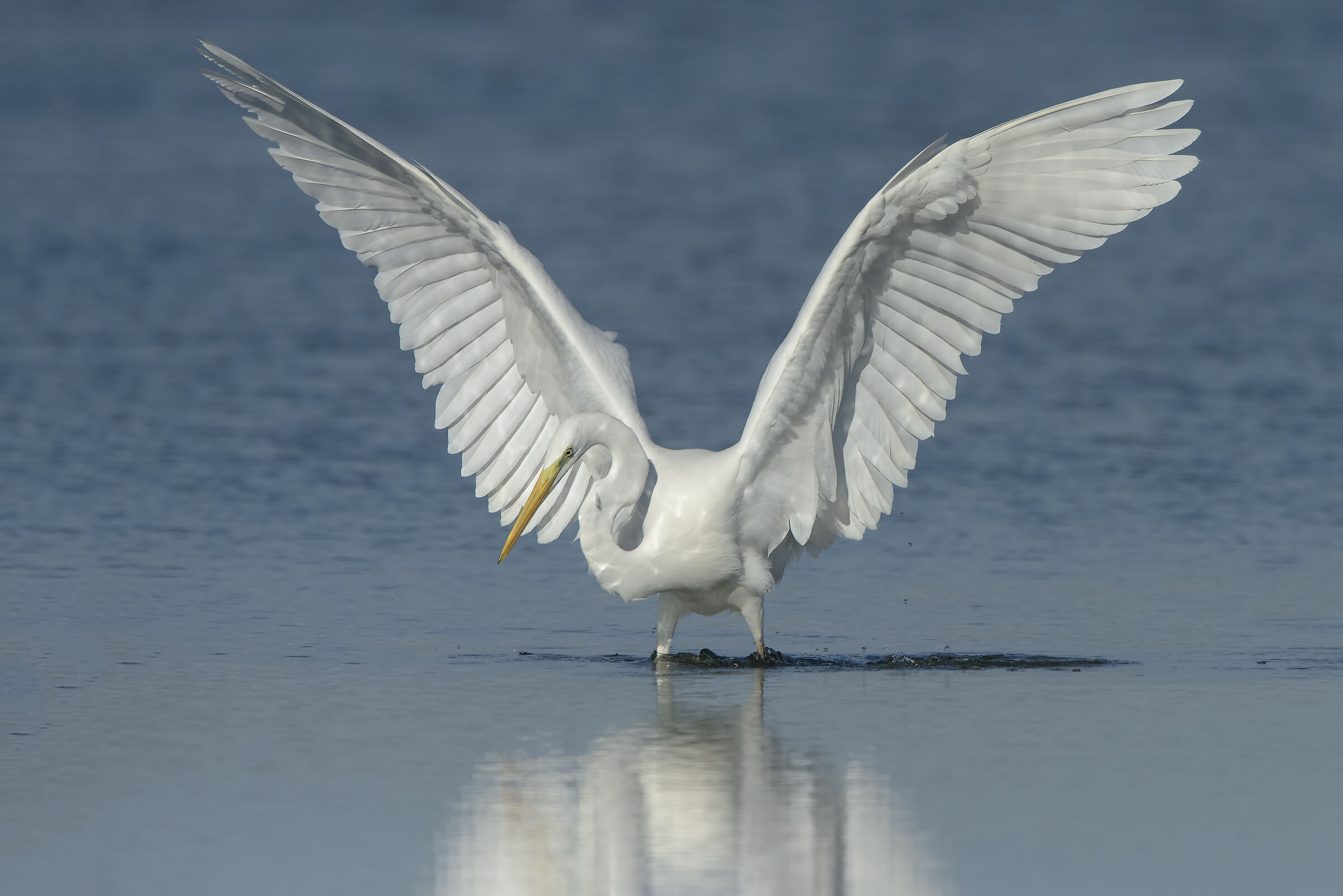 heron in the hunt